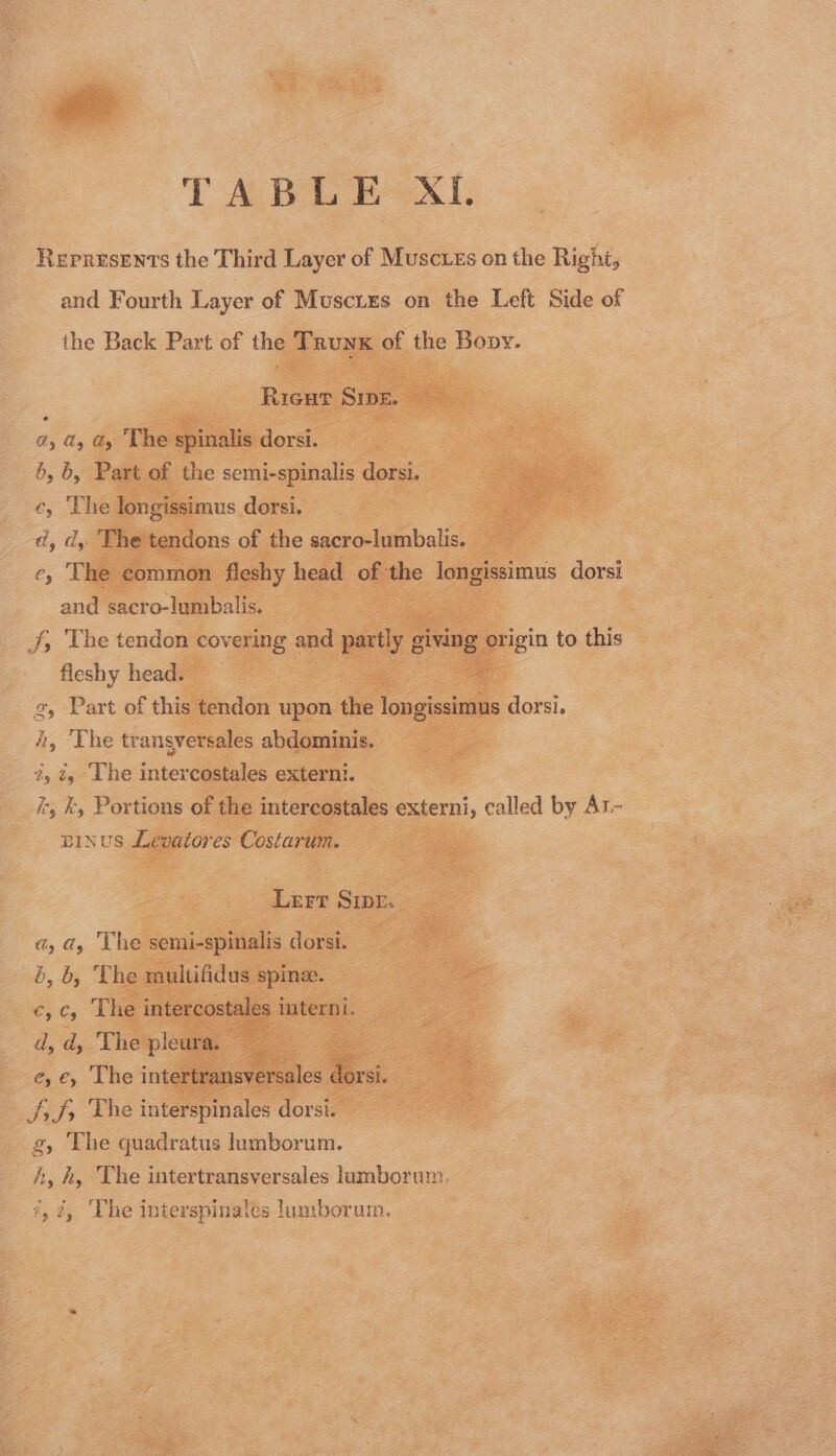 Represents the Third Layer of Musoxes on the Right, and Fourth Layer of Jigetor on the oa Side of © h, The transv 7, ty ‘The interce ae = pred we car) bat) paso D Qu Low = ao Fa rey i o The quadratus lumborum. hy hy The intertransversales lumborum. — 4,4, ‘The interspinales lumborurm.
