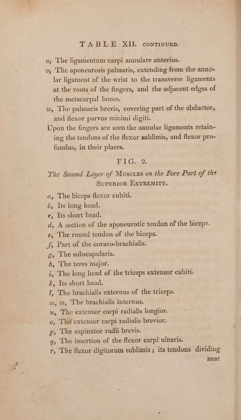 Age. We w, The ligamentum carpi annulare anterius. v, ‘The aponeurosis palmaris, extending from the arinu+ lar ligament of the wrist to the transverse ligaments at the roots of the fingers, and the adjacent edges of the metacarpal bones. Wy The palmaris brevis, covering part of the abductor, and. flexor parvus minimi digiti. Upon the fingers are seen the annular ligaments retain- ing the tendons of the flexor sublimis, and flexor pro- fundus, in their places. F-L.G.22. The Second Leyer-of Muscuxs on the Fore Part of the SUPERIOR EXTREMITY. a, The biceps flexor cubiti. b, Its long head. e, Its short head. d, A section of the aponeurotic tendon of the biceps. e, The round tendon of the biceps. ce Part of the coraco-brachialis. g, The subscapularis. h, The teres major. 3, The long head of the triceps extensor cubitt. k, Its short head. I, The brachialis externus of the triceps. m, mm, The brachialis internus. o, The extensor carpi radialis brevior. — p, The supinator radii brevis. q, The insertion of the flexor carpi ulnaris. r, The flexor digitorum sublimis ; its tendons dividing . Hear