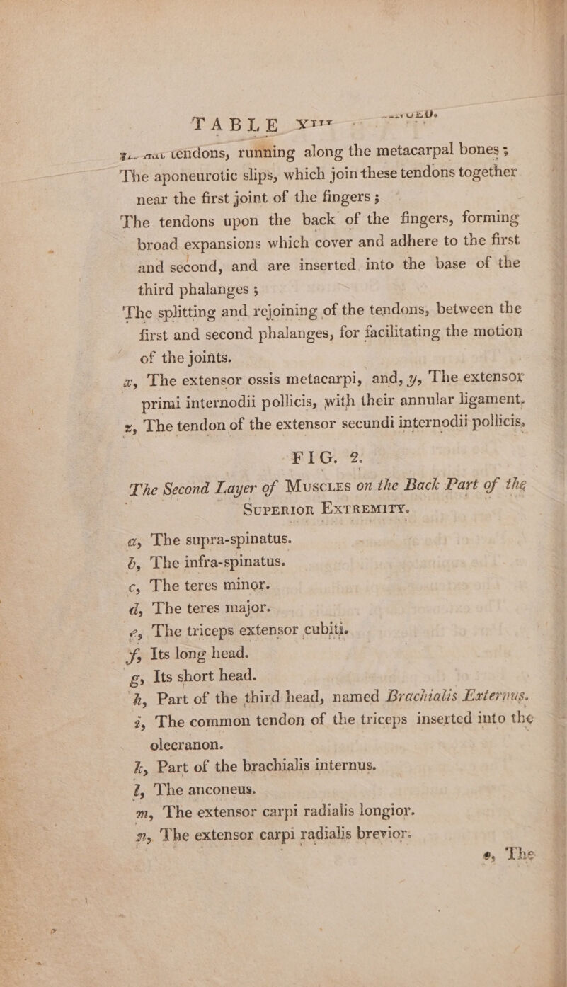 TABLE eto wae ry g.- at tendons, running along the metacarpal bones ; ‘The aponeurotic slips, which join these tendons together near the first joint of the fingers ; The tendons upon the back of the fingers, forming broad pensions which cover and adhere to the first and second, and are inserted. into the base of the third phalanges 5 The splitting and rejoining of the tendons, between the first and second phalanges, for facilitating the motion of the joints. x, The extensor ossis metacarpi, and, ¥, The extensor , primi internodii pollicis, with their annular ligament, z, The tendon of the extensor secundi internodii pollicis. FIG, 2. SUPERIOR Ex TREMITY. a, The supra-spinatus. 6, The infra-spinatus. c, The teres minor. d, The teres major. e, The triceps extensor cubiti. ¥, Its long head. , g, Its short head. ‘A, Part of the third head, named Brachiales Exterinus. 2, The common tendon of the triceps inserted into the olecranon. | | ~ i, Part of the brachialis internus. 1, The anconeus. m, The extensor carpi radialis longior. 2, ‘The extensor carpi radialis brevior: | e, The