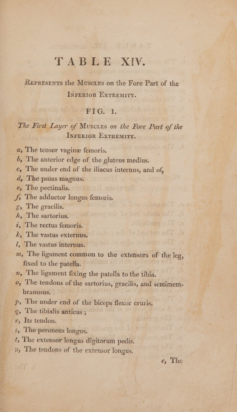 JREPRESENTS the Muscties on the Fore Part of the Inrerior Extremity. F I a. The First Layer of Musctes on the Fore Part of the ay eee INFERIOR Extremity. a, The tensor vaginz femoris. 6, The anterior edge of the gluteus medius. % The under end of the iliacus internus, and of, » The psoas magnus. es; i The pectinalis. J; The adductor longus femoris. g, The gracilis.” * m4 hk, The sartorius. 2, The rectus femoris. k, The vastus externus. 4, The vastus internus. m, ‘The ligament common to the extensors of the leg, fixed to the patella. | or n, The ligament fixing the patella to the tibia. o, The tendons of the sartorius, gracilis, and semimem- branosus. , p, The under end of the biceps flexor cruris. q, The tibialis anticus ; 7, Its tendon. s, The peroneus longus. ¢, The extensor longus digitorum pedis. — iy The tendons of the extensor longus.