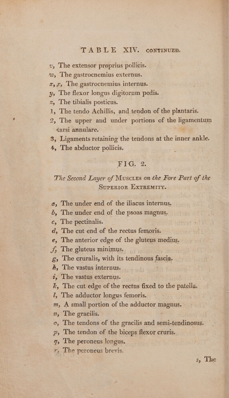 w, The extensor proprius pollicis. w, The gastrocnemius externus. x, 2, The gastrocnemius internus. yy The flexor longus digitorum pedis. % ‘The tibialis posticus. 1, The tendo Achillis, and tendon of the plantaris. 2, The upper and under portions of the ligamentum éarsi annulare. | 3, Ligaments retaining the tendons at the inner ankle. 4, ‘The abductor pollicis. FIG. 2. The Second Layer of Muscuixs on the Fore Part of the Suverror EXTREMITY. a, The under end of the iliacus internus. 6, The under end of the psoas magnus. cy The pectinalis. d, The cut end of the rectus femoris. e, The anterior edge of the gluteus medius. J, The gluteus minimus. g, The cruralis, with its tendinous fascia. A, The vastus internus. z, Lhe vastus externus. i, The cut edge of the rectus fixed to the patella. l, The adductor longus femoris. m, A small portion of the adductor magnus. - #, The gracilis. o, The tendons of the gracilis and semi-tendinosus. py, The tendon of the biceps flexor cruris. q, The peroneus longus. r,; The peroneus brevis.