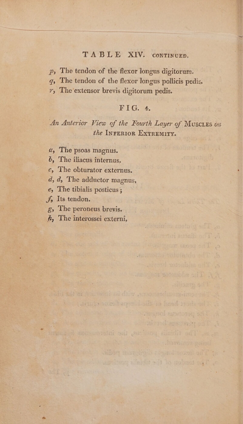 p, The tendon of the flexor longus digitorum. q, The tendon of the flexor longus pollicis pedis. 7, The extensor brevis digitorum pedis. FIG. 4. An Anterior View of the Fourth Layer of MusciEs on the INreRiIon EXTREMITY. a, ‘The psoas magnus. 6, The iliacus internus, c, The obturator externus. d, d, The adductor magnus, é, The tibialis posticus ; J; Its tendon. g, The peroneus brevis. fi, The interossei externi,