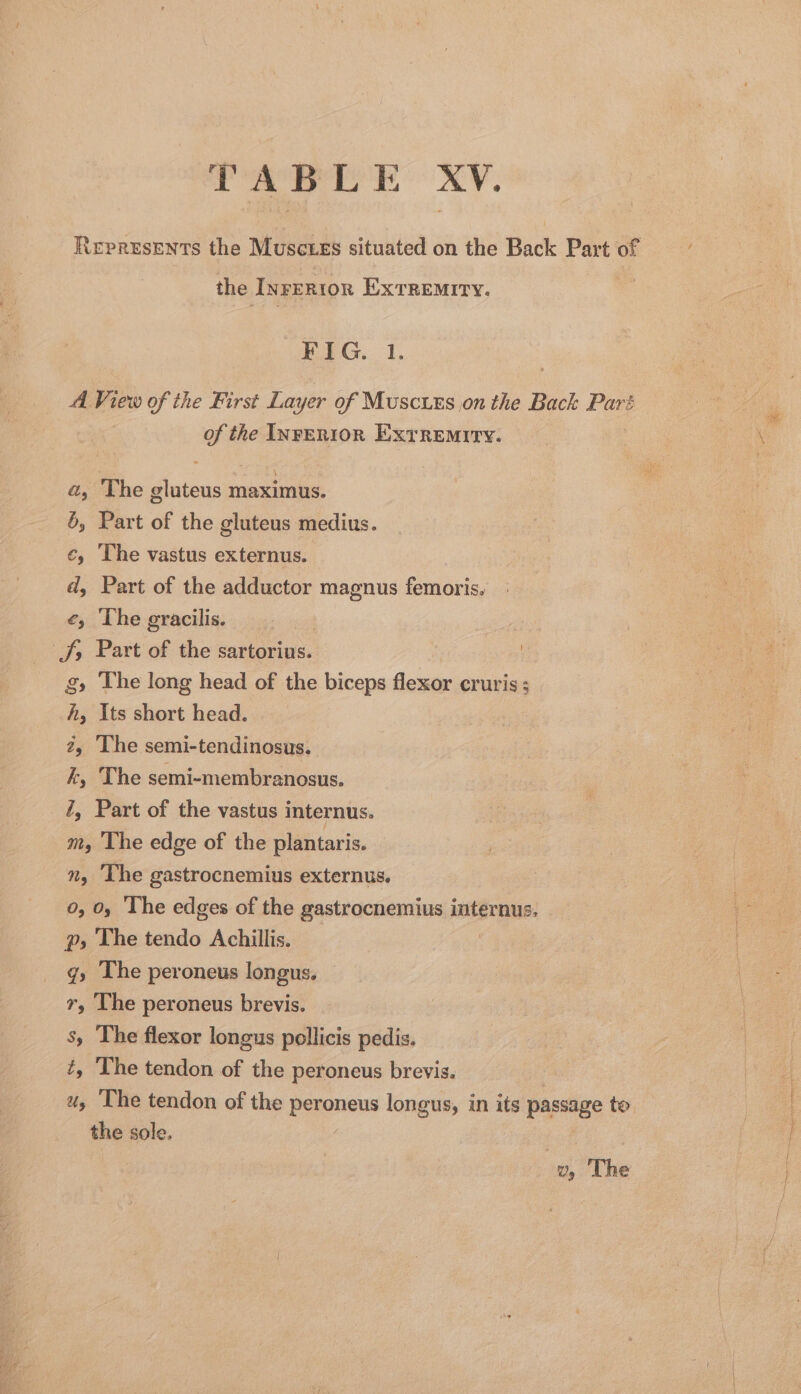 Represents the Musczes situated on the Back Part of the InrER1IOoR Extremity. FIG. 1. A View of the First Layer of Muscirs,on the Back Pari of the InvERIOR EXTREMITY. a, The gluteus maximus. 6, Part of the gluteus medius. ¢, The vastus externus. d, Part of the adductor magnus femoris. e, The gracilis. JS; Part of the sartorius. | g, The long head of the biceps flexor cruris ; A, Its short head. 2, The semi-tendinosus. k, The semi-membranosus. 7, Part of the vastus internus. m, The edge of the plantaris. n, ‘The gastrocnemius externus. 0, 0, The edges of the gastrocnemius internus. p, The tendo Achillis. g, The peroneus longus. 7, The peroneus brevis. s, The flexor longus pollicis pedis. t, The tendon of the peroneus brevis. u, The tendon of the peponens longus, in its passage to the sole.