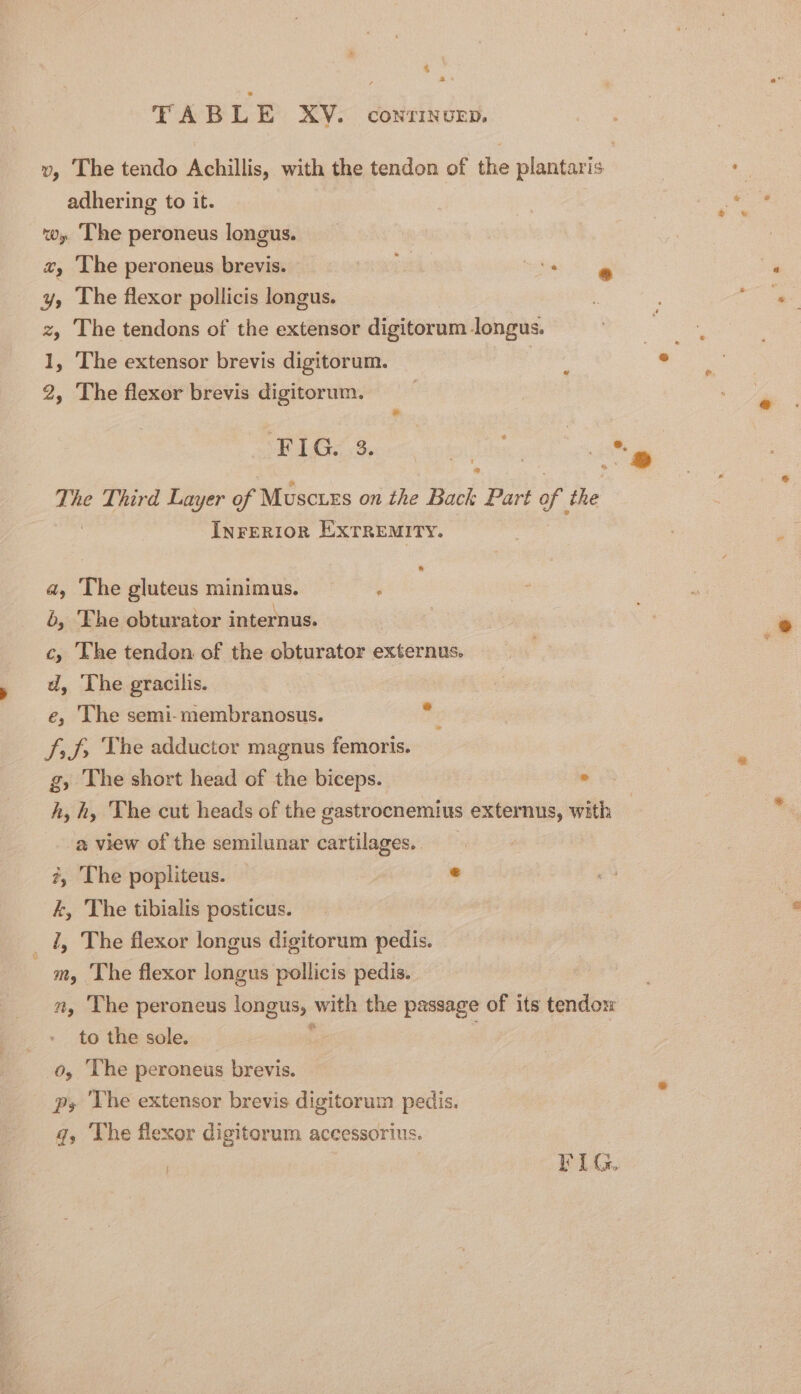 4% a: TAB LE XV. CONTINUED, v, The tendo Achillis, with the tendon of the plantaris adhering to it. wy The peroneus longus. «, The peroneus brevis. ’ + y, The flexor pollicis longus. z, The tendons of the extensor digitorum longus. » The extensor brevis digitorum. | 2, The flexor brevis digitorum. foead FIG. 3. The Third Layer of Musctuzs on the Back Part of. the InFERIOR EXTREMITY. a, The gluteus minimus. ‘ 8, Fhe obturator internus. c, The tendon of the obturator externus. d, The gracilis. e, The semi-membranosus. fs f&gt; The adductor magnus femoris. g, The short head of the biceps. ° h, h, The cut heads of the gastrocnemius externus, with a view of the semilunar cartilages. ?, The popliteus. e k, The tibialis posticus. 4, The flexor longus digitorum pedis. - m, The flexor longus pollicis pedis. | my ‘The peroneus longus, with the passage of its tendow to the sole. o, The peroneus brevis. ps Vhe extensor brevis digitorum pedis. g, The flexor digitorum accessorius. | PLG.