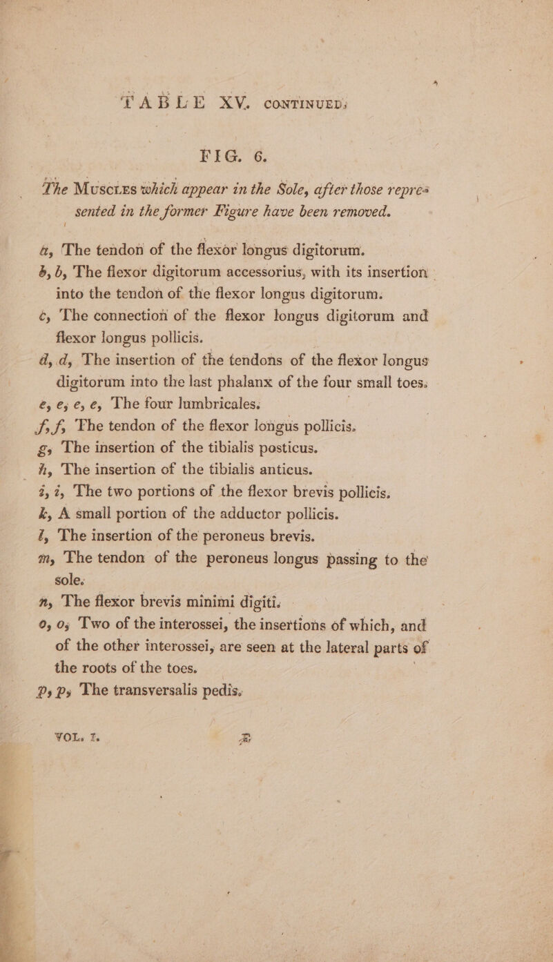 FIG. 6. The Muscixs which appear in the Sole, after those repres sented in the former Figure have been removed. I a, The tendon of the flexor longus digitorum. 6, b, The flexor digitorum accessorius, with its insertion ° into the tendon of the flexor longus digitorum. ¢, ‘The connection of the flexor longus digitorum and flexor longus pollicis. | d,.d, The insertion of the tendons of the flexor longus digitorum into the last phalanx of the four small toes. é, e; e, €, The four lumbricales. Sf, f, The tendon of the flexor longus pollicis. gs The insertion of the tibialis posticus. h, The insertion of the tibialis anticus. 2,7, The two portions of the flexor brevis pollicis. k, A small portion of the adductor pollicis. Z, The insertion of the peroneus brevis. am, The tendon of the peroneus longus passing to the sole. n, The flexor brevis minimi digiti. 0, 0; Two of the interossei, the insertions of which, and of the other interossei, are seen at the lateral parts of the roots of the toes. Ps Py The transversalis pedis. VOL, f. EB