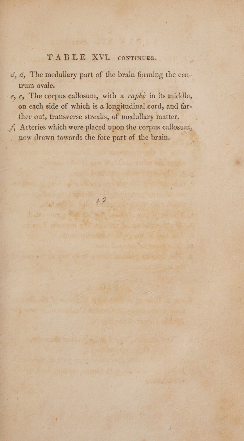 a, d, ‘The medullary part of the brain forming the cen- trum ovale. | -e, ey The corpus callosum, with a raphe in its middle, on each side of which is a longitudinal cord, and far- ther out, transverse streaks, of medullary matter. Jf, Arteries which were placed upon the corpus callosum, now drawn towards the fore part of the brain.