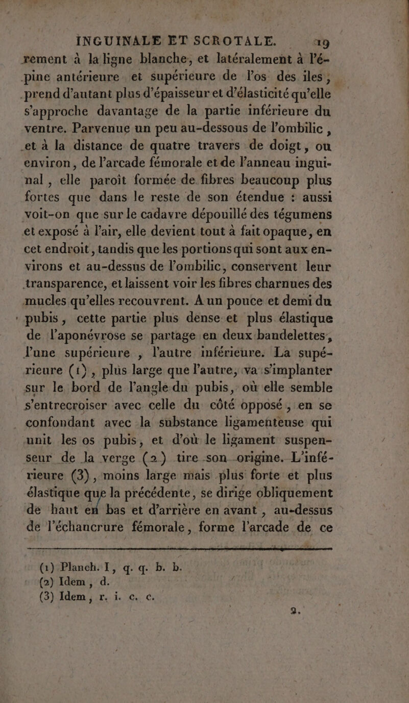 - s'approche davantage de la partie inférieure du ventre. Parvenue un peu au-dessous de l’ombilic, environ, de l’arcade fémorale et de Panneau ingui- mal, elle paroiît formée de. fibres beaucoup plus fortes que dans le reste de son étendue : aussi voit-on que sur le cadavre dépouillé des tégumens et exposé à l'air, elle devient tout à fait opaque, en cet endroit, tandis que les portions qui sont aux en- virons et au-dessus de l’ombilic, conservent leur transparence, et laissent voir les fibres charnues des mucles qu’elles recouvrent. À un pouce et demi du pubis, cette partie plus dense et plus élastique de l’aponévrose se partage en deux bandelettes, June supérieure , l’autre inférieure. La supé- rieure (1), plus large que l'autre, va s'implanter sur le bord de l'angle dn pubis, où elle semble s’entrecroiser avec celle du côté opposé, en se confondant avec la substance ligamenteuse qui unit les os pubis, et d’où le ligament suspen- seur de la verge (2) tire son origine. L’infé- rieure (3), moins large mais plus forte et plus élastique que la précédente, se dirige obliquement de haut en bas et d’arrière en avant , au-dessus de l’échancrure fémorale, forme l'arcade de ce (1) Planch.I, q. q. b. b. (2) Idem, d. (3) Idem, r. i. c. c.