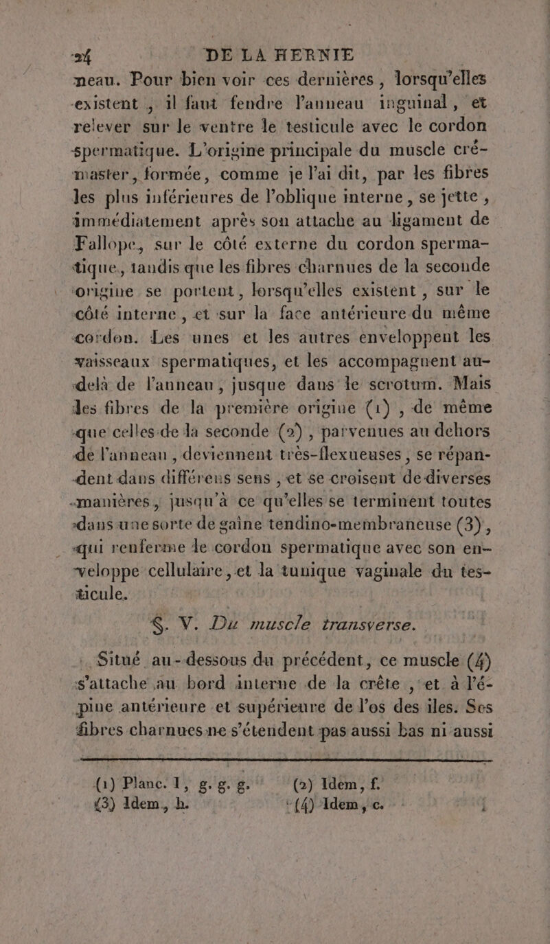 neau. Pour bien voir ces dernières , lorsqu'elles existent ; il faut fendre anneau inguinal, et relever sur le ventre le testicule avec le cordon spermatique. L'origine principale du muscle cré- master, formée, comme je l'ai dit, par les fibres les plus inférieures de l’oblique interne, se jette , immédiatement après son attache au ligament de Fallope, sur le côté externe du cordon sperma- tique, tandis que les fibres charnues de la seconde origine se portent, lorsqu'elles existent , sur le côté interne , et sur la face antérieure du même cordon. Les unes et les autres enveloppent les vaisseaux spermatiques, et les accompagnent au- delà de l’annean, jusque dans le scrotum. Mais des fibres de la première origine (1) , de même que celles:de la seconde (2) , parvenues au dehors de l'anneau , deviennent très-flexueuses , se répan- dent dans différens sens , et se croisent de diverses «manières, jusqu'à ce qu’elles se terminent toutes dans une sorte de gaine tendino-membraneuse (3), qui renferme de cordon spermatique avec son en- veloppe cellulaire et la tunique vaginale du tes- tcule. $. V. Du muscle transverse. . Situé au-dessous du précédent, ce muscle (4) s'attache au bord interne de la crête , et. à l’é- piue antérieure et supérieure de l’os des iles. Ses fibres charnues ne s'étendent pas aussi bas ni aussi (1) Planc. 1, gs. g. g. ‘ (2) Idem, f (3) Idem, h. (4) Idem, ce. - |