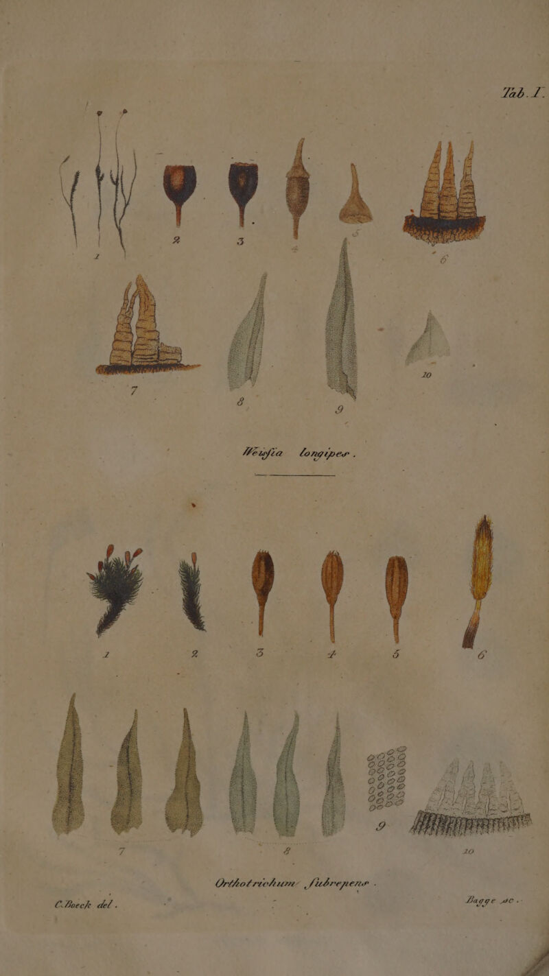 Ja6.4. zo Jagge ae. fumo fF ltbrepneme - 7e Ortho. C. fec T *