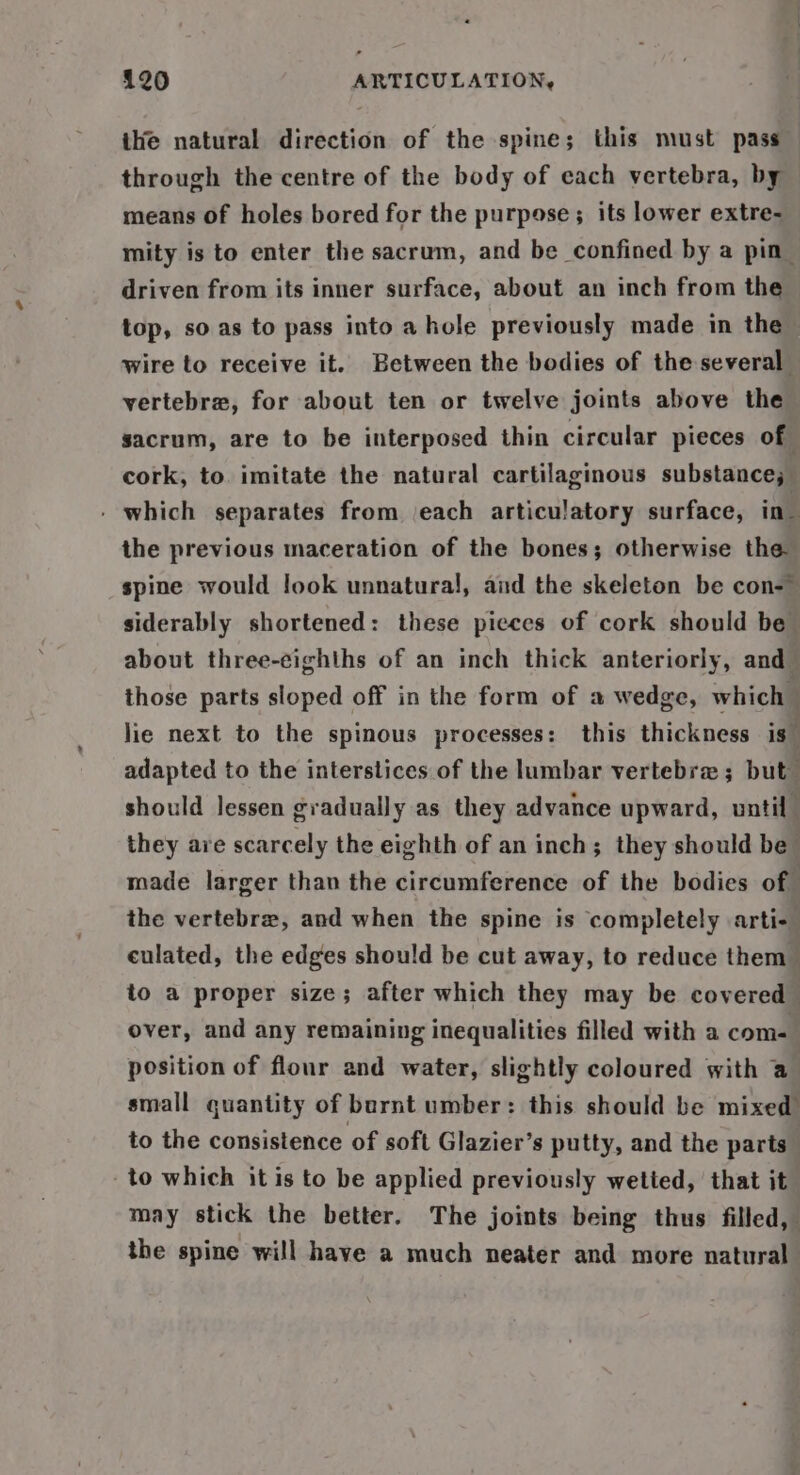 the natural direction of the spine; this must pass through the centre of the body of each vertebra, by means of holes bored for the purpose; its lower extre- mity is to enter the sacrum, and be confined by a pin driven from its inner surface, about an inch from the | top, so. as to pass into a hole previously made in the wire to receive it. Between the bodies of the several vertebra, for about ten or twelve joints above the sacrum, are to be interposed thin circular pieces of cork, to. imitate the natural cartilaginous substance; ; - which separates from each articulatory surface, in_ the previous maceration of the bones; otherwise the spine would look unnatural, and the skeleton be con-— siderably shortened: these pieces of cork should be about three-eighths of an inch thick anteriorly, and those parts sloped off in the form of a wedge, which — lie next to the spinous processes: this thickness is. adapted to the interstices of the lumbar vertebra ; but should lessen gradually as they advance upward, until they are scarcely the eighth of an inch; they should be made larger than the circumference of the bodies of the vertebrz, and when the spine is completely arti- culated, the edges should be cut away, to reduce them &gt; to a proper size; after which they may be covered over, and any remaining inequalities filled with a com- position of flour and water, slightly coloured with a small quantity of burnt umber: this should be mixed to the consistence of soft Glazier’s putty, and the parts | to which it is to be applied previously wetted, that it may stick the better. The joints being thus filled, the spine will have a much neater and more natural