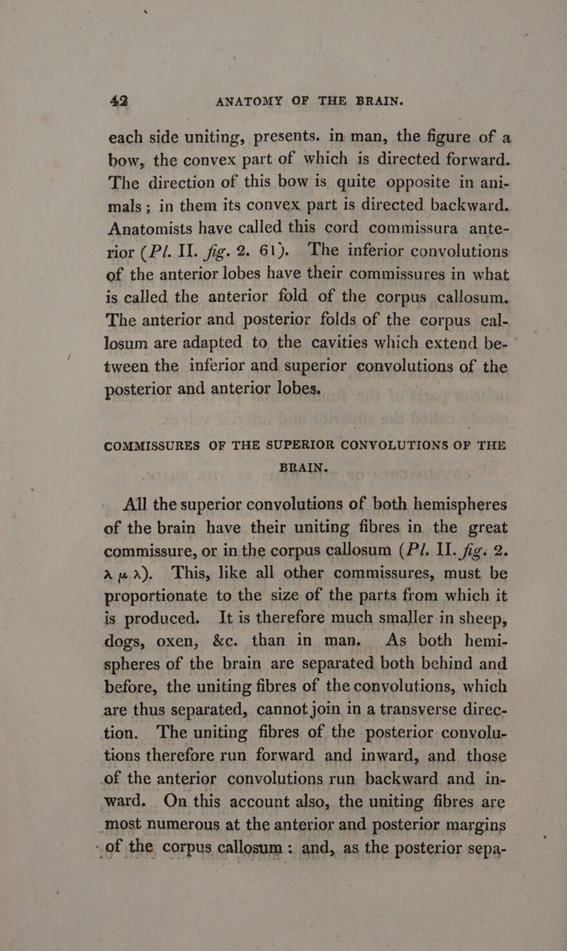 each side uniting, presents. in man, the figure of a bow, the convex part of which is directed forward. The direction of this bow is quite opposite in ani- mals; in them its convex part is directed backward. Anatomists have called this cord commissura ante- rior (Pl. Il. fig. 2. 61). The inferior convolutions of the anterior lobes have their commissures in what is called the anterior fold of the corpus callosum. The anterior and posterior folds of the corpus cal- losum are adapted to the cavities which extend be- tween the inferior and superior BpANP UHoNs of the posterior and anterior lobes. COMMISSURES OF THE SUPERIOR CONVOLUTIONS OF THE BRAIN. . All the superior convolutions of both hemispheres of the brain have their uniting fibres in the great commissure, or in the corpus callosum (P/. II. fig. 2 apa). This, like all other commissures, must be proportionate to the size of the parts from which it is produced. It is therefore much smaller in sheep, dogs, oxen, &amp;c. than in man, As both hemi- spheres of the brain are separated both behind and before, the uniting fibres of the convolutions, which are thus separated, cannot join in a transverse direc- tion. The uniting fibres of the posterior convolu- tions therefore run forward and inward, and those of the anterior convolutions run backward and _ in- ward. On this account also, the uniting fibres are most numerous at the anterior and posterior margins of the corpus callosum : and, as the posterior sepa-