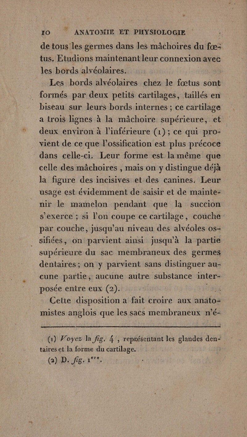 de tous les germes dans les mâchoires du fœ: tus. Etudions maintenantleur connexion avec les bords alvéolaires. Les bords alvéolaires chez le fœtus sont formés par deux petits cartilages, taillés en biseau sur leurs bords internes ; ce cartilage a trois lignes à la mâchoire supérieure, et deux environ à l'inférieure (1); ce qui pro- vient de ce que l’ossification est plus précoce dans celle-ci. Leur forme est la même que celle des mâchoires , mais on y distingue déjà la figure des incisives et des canines. Leur usage est évidemment de saisir et de mainte- nir le mamelon pendant que la succion s'exerce ; si l’on coupe ce cartilage, couche par couche, jusqu’au niveau des alvéoles os- sifiées, on parvient ainsi jusqu'à la partie supérieure du sac membraneux des germes dentaires; on y parvient sans distinguer au- cune partie, aucune autre substance inter- posée entre eux (2). | Cette disposition a fait croire aux anato= mistes anglois que les sacs membraneux n’é- (1) Voyez la fig. 4’, représentant les glandes den- taires et la forme du cartilage.