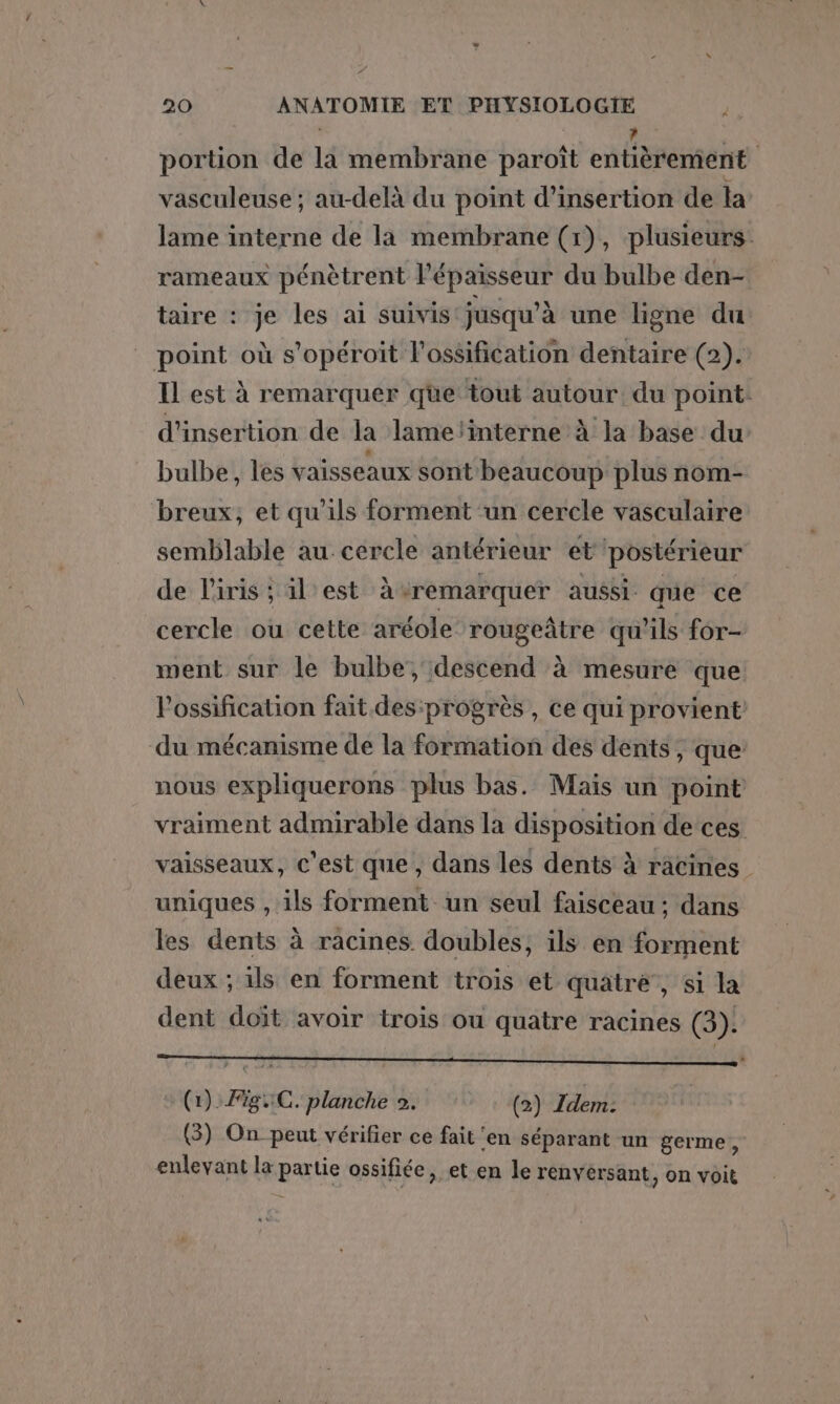 portion de lä membrane paroît entièrement vasculeuse ; au-delà du point d'insertion de la lame interne de la membrane (1), plusieurs. rameaux pénètrent l'épaisseur du bulbe den- taire : je les ai suivis jusqu’à une ligne du point où s’opéroit l'ossification dentaire (2). IL est à remarquer qüe tout autour: du point: d'insertion de la lamelinterne à la base du bulbe, les vaisseaux sont beaucoup plus nom- breux, et qu’ils forment un cercle vasculaire semblable au cercle antérieur et ‘postérieur de Piris ; il est àvremarquer aussi que ce cercle ou cette aréole rougeâtre qu’ils for- went sur le bulbe, descend à mesure que Possification fait des:progrès , Ce qui provient du mécanisme de la formation des dents, que: nous expliquerons plus bas. Mais un point vraiment admirable dans la disposition de ces vaisseaux, c'est que, dans les dents à racines uniques , ils forment un seul faisceau ; dans les dents à racines doubles, ils en forment deux ; ils en forment trois et quatre, si la dent doit avoir trois ou quatre racines (3). (1). FiguC. planche 2. (2) Idem. | (3) On peut vérifier ce fait ‘en séparant un germe, enlevant la Ba tie ossifiée, et en le renversant, on voit