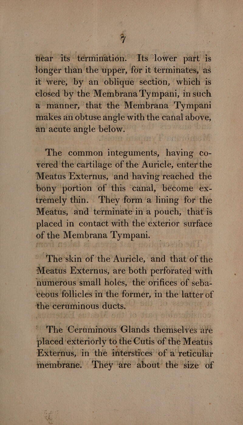 flear its termination. Its lower part is longer than the upper, for it terminates, as it were, by an oblique section, which is closed by the Membrana Tympani, in such a manner, that the Membrana ‘T'ympani makes an obtuse angle with the canal above, an acute angle below. The common integuments, having Co- vered the cartilage of the Auricle, enter the Meatus Externus, ‘and having reached the bony portion of this canal, become ex- tremely thin. They form a lining for the Meatus, and terminate in a pouch, that is placed in contact with the exterior surface of i Membrana Tympani. The’ skin of the Auricle, and that of the Meatus Externus, are both perforated with humerous small holes, the orifices of seba- ceous follicles in the former, in the latter of the ceruminous ducts. , The Ceraminous Glands themselves are placed. exteriorly to the Cutis of the Meatus Externus, in the interstices of a “reticular membrane. Théy “are about the size of