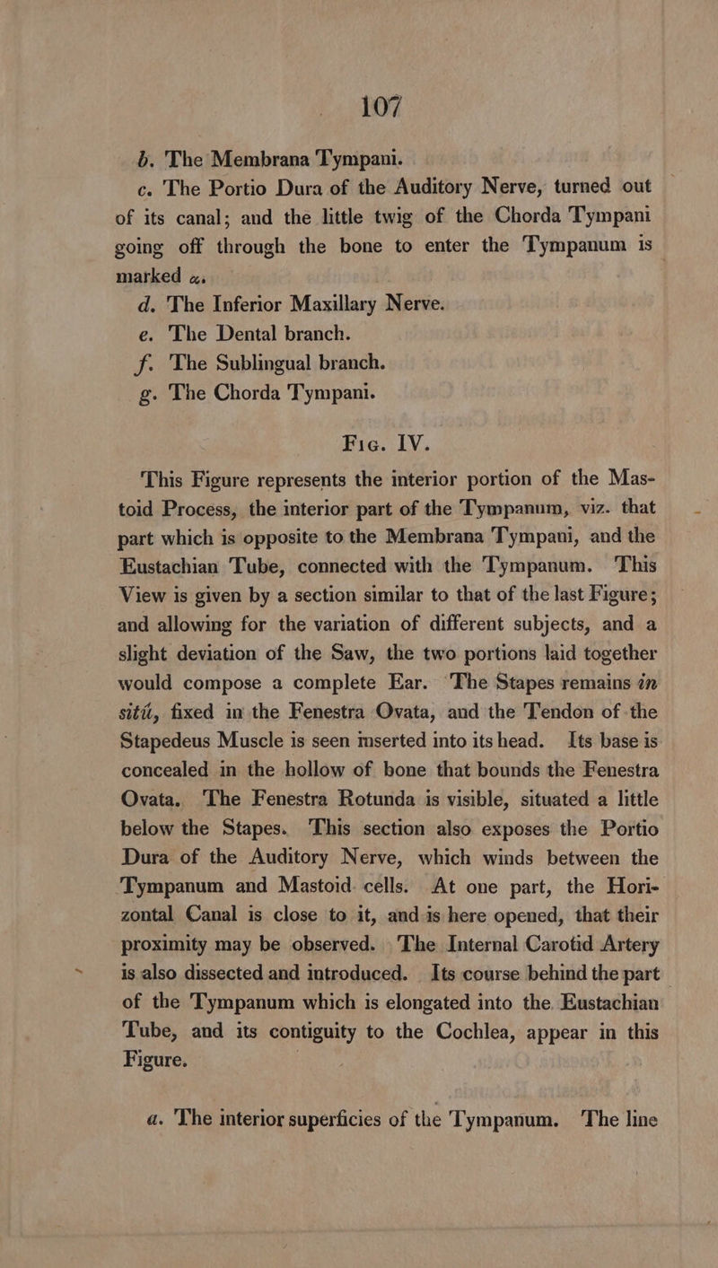 b. The Membrana Tympani. c. The Portio Dura of the Auditory Nerve, turned out of its canal; and the little twig of the Chorda Tympani going off through the bone to enter the Tympanum is marked «, d. The Inferior Maxillary Nerve. e. The Dental branch. ff. The Sublingual branch. g. The Chorda Tympani. Fic. IV. This Figure represents the interior portion of the Mas- toid Process, the interior part of the Tympanum, viz. that part which is opposite to the Membrana Tympani, and the Eustachian Tube, connected with the Tympanum. This View is given by a section similar to that of the last Figure; and allowing for the variation of different subjects, and a slight deviation of the Saw, the two portions laid together would compose a complete Ear. ‘The Stapes remains in siti, fixed in the Fenestra Ovata, and the Tendon of -the Stapedeus Muscle is seen mserted into itshead. Its base is. concealed in the hollow of bone that bounds the Fenestra Ovata. ‘The Fenestra Rotunda is visible, situated a little below the Stapes. ‘This section also exposes the Portio Dura of the Auditory Nerve, which winds between the Tympanum and Mastoid. cells. At one part, the Hori- zontal Canal is close to it, and is here opened, that their proximity may be observed. The Internal Carotid Artery is also dissected and introduced. Its course behind the part — of the Tympanum which is elongated into the. Eustachian Tube, and its contiguity to the Cochlea, appear in this Figure. 7 a. The interior superficies of the Tympanum. ‘The line