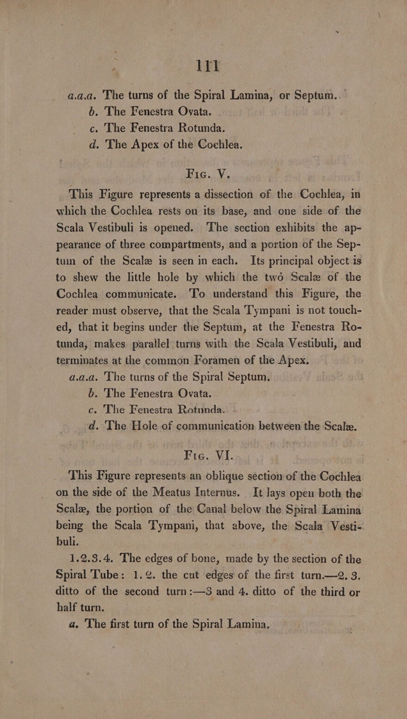 a.a.a. The turns of the Spiral Lamina, or Septum.. 6. The Fenestra Ovata. c. The Fenestra Rotunda. d. The Apex of the Coehlea. Fic. V. This Figure represents a dissection of the Cochlea, in which the Cochlea rests on its base, and one side of the Scala Vestibuli is opened. The section exhibits the ap- pearance of three compartments, and a portion of the Sep- tuin of the Scale is seen in each. Its principal object is to shew the little hole by which the two Scale of the Cochlea communicate. To understand this Figure, the reader must observe, that the Scala Tympani is not touch- ed, that it begins under the Septum, at the Fenestra Ro- tunda, makes parallel turns with the Scala Vestibuli, and terminates at the common Foramen of the Apex. a.a.a. The turns of the Spiral Saag b. The Fenestra Ovata. c. The Fenestra Rotunda. d. The Hole of communication between the Scala. Fig. VI. This Figure represents an oblique section of the Cochlea on the side of the Meatus Internus. It lays open both the Scale, the portion of the Canal below the Spiral Lamina bemg the Scala Tympani, that above, the Scala Vesti-. buli. | 1.2.3.4. The edges of bone, aie by the section of the Spiral Tube: 1.¢%. the cut edges of the first turn —2. 3, ditto of the second turn:—S and 4. ditto of the third or half turn. a. 'The first turn of the Spiral Lamina,
