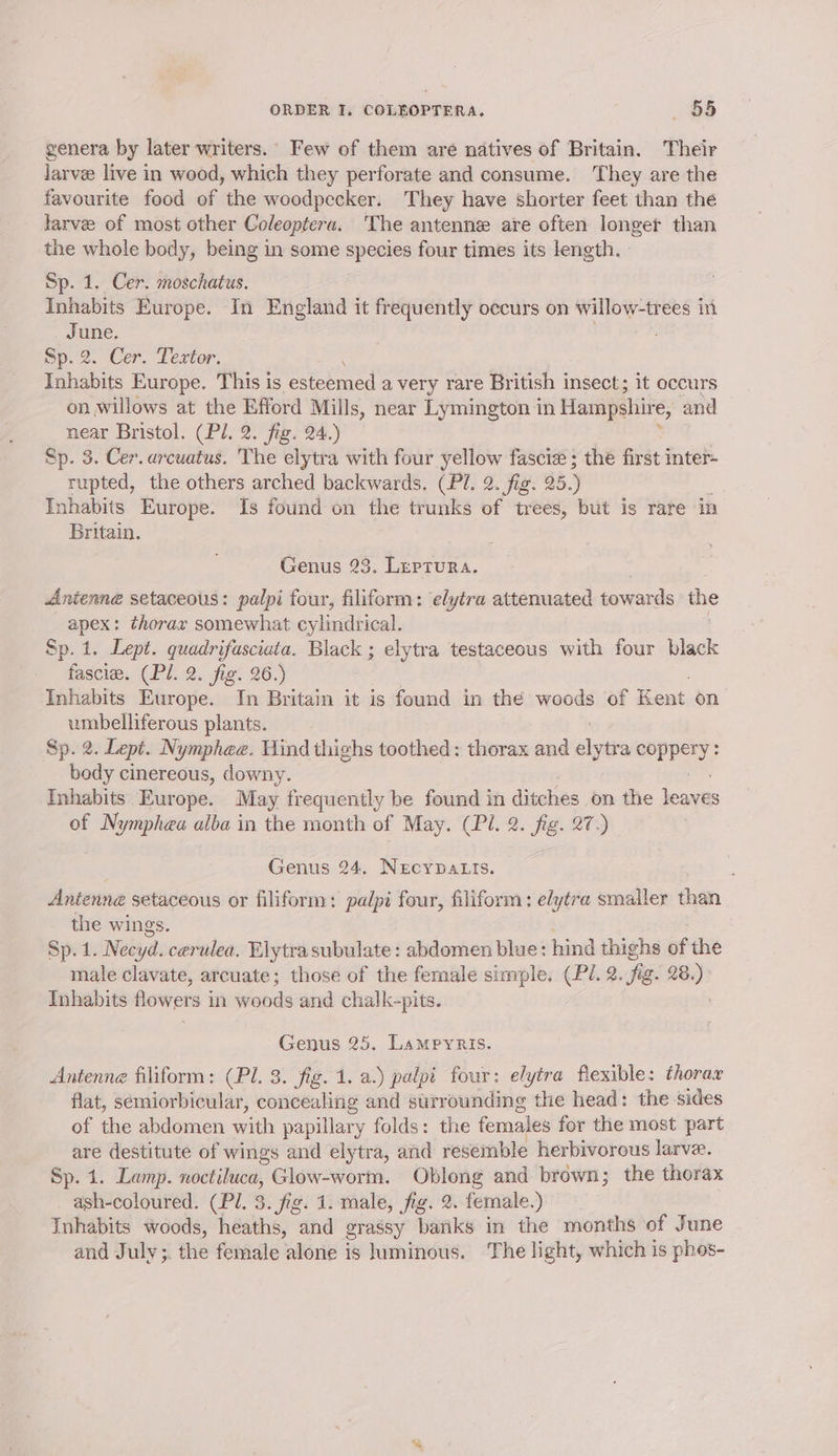 genera by later writers. Few of them are natives of Britain. Their larve live in wood, which they perforate and consume. They are the favourite food of the woodpecker. They have shorter feet than the larve of most other Coleoptera. The antenne are often longer than the whole body, being in some species four times its length. Sp. 1. Cer. moschatus. Inhabits Europe. In England it frequently occurs on Willow-trees 1 in June. Sp. 2. Cer. Textor. Inhabits Europe. This is esteemed avery rare British insect; it occurs on willows at the Efford Mills, near Lymington in Hampshire, and near Bristol. (Pl. 2. fig. 24.) Sp. 3. Cer. arcuatus. The elytra with four ela fascie ; the first inter- rupted, the others arched backwards. (Pl. 2. fig. 95.) Inhabits Europe. Is found on the trunks of trees, but is rare in Britain. Genus 23. Leptura. Anienne setaceous: palpi four, filiform: elytra attenuated towards the apex: thorax somewhat cylindrical. Sp. 1. Lept. quadrifasciata. Black ; elytra testaceous with four black fascie. (Pl. 2. fig. 26.) Inhabits Europe. In Britain it is found in the woods of Kent on umbelliferous plants. Sp. 2. Lept. Nymphee. Vind thighs iaatioes: thorax and eae, mes? body cinereous, downy. Inhabits Europe. May frequently be found in ditches on the leaves of Nymphea alba in the month of May. (Pl. 2. Fg. Q7) Genus 24. NecypaLts. Antenne setaceous or filiform: palpi four, filiform: elytra smaller than the wings. Sp. 1. Necyd, cerulea. Elytrasubulate: abdomen blue: hind thighs of the male clavate, arcuate; those of the female simple. (Pé. 2. fi. 28.) Inhabits flowers in woods and chalk-pits. Genus 25. Lampyris. Antenne filiform: (Pl. 3. fig. 1. a.) palpi four: elytra flexible: thorax flat, semiorbicular, concealing and surrounding the head: the sides of the abdomen with papillary folds: the females for the most part are destitute of wings and elytra, and resemble herbivorous larve. Sp. 1. Lamp. noctiluca, Glow-worm. Oblong and brown; the thorax _ ash-coloured. (Pl. 3. fig. 1. male, fig. 2. female.) Inhabits woods, heaths, and grassy banks in the months of June and July ;. the female alone is himinous. The light, which is phos-