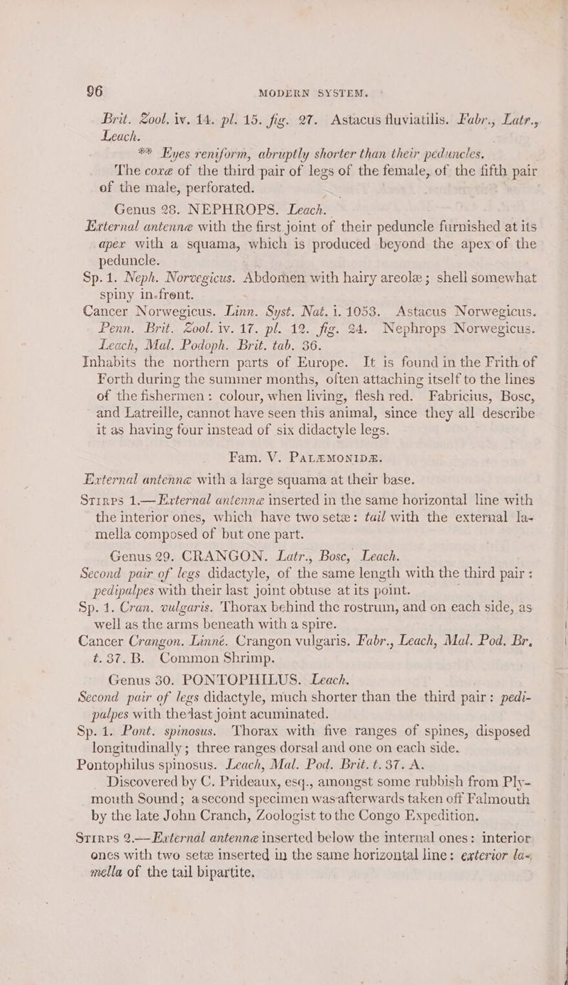 Brit. Zool. iv. 14. pl. 15. fig. 27. Astacus fluviatilis. Fabr., Latr., Leach. ** Hyes reniform, abruptly shorter than their peduncles. The core of the third pair of legs of the female, of the fifth pair of the male, perforated. - Genus 28. NEPHROPS. Leach. Eternal antenne with the first joint of their peduncle furnished at its apex with a squama, which is produced beyond the apex of the peduncle. Sp.1. Neph. Norvegicus. Abdomen with hairy areole ; shell somewhat spiny in.-frent. Cancer Norwegicus. Linn. Syst. Nat.1.1053. Astacus Norwegicus. Penn. Brit. Zool. iv. 17. pl. 12. fig. 24. Nephrops Norwegicus. Leach, Mal. Podoph. Brit. tab. 36. Inhabits the northern parts of Europe. It is found in the Frith of Forth during the summer months, often attaching itself to the lines of the fishermen: colour, when living, flesh red. Fabricius, Bosc, and Latreille, cannot have seen this animal, since they all describe it as having four instead of six didactyle legs. Fam. V. PaL&amp;MONIDA. External antenné with a large squama at their base. Stirzps 1.—Exrternal antenne inserted in the same horizontal line with the interior ones, which have two sete: tail with the external la-+ mella composed of but one part. Genus 29. CRANGON. Latr., Bosc, Leach. Second pair of legs didactyle, of the same length with the third pair : pedipalpes with their last joint obtuse at its point. ; Sp. 1. Cran. vulgaris. Thorax behind the rostrum, and on each side, as well as the arms beneath with a spire. Cancer Crangon. Linné. Crangon vulgaris. Fabr., Leach, Mal. Pod. Br, ¢t. 37. B. Common Shrimp. Genus 30. PONTOPHILUS. Leach. Second pair of legs didactyle, much shorter than the third pair: pedi- palpes with the‘last jomt acuminated. Sp. 1. Pont. spinosus. Thorax with five ranges of spines, disposed longitudinally; three ranges dorsal and one on each side. Pontophilus spinosus. Leach, Mal. Pod. Brit. t. 37. A. _ Discovered by C. Prideaux, esq., amongst some rubbish from Ply- mouth Sound; asecond specimen wasafterwards taken off Falmouth by the late John Cranch, Zoologist to the Congo Expedition. Strinps 2.— External antenne inserted below the internal ones: interior ones with two sete inserted in the same horizontal line: exterior la= mella of the tail bipartite.
