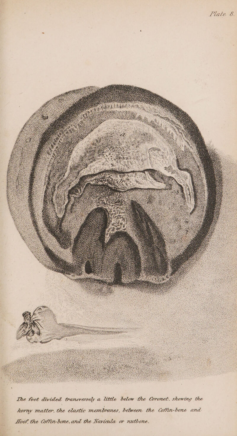 Lhe foot divided transversely a little below the Coronet. showing the ‘ horny matter, the elastic membranes, between the Coftin-bone and Loot the Cottin-bone,and the Navicula or nutbone.