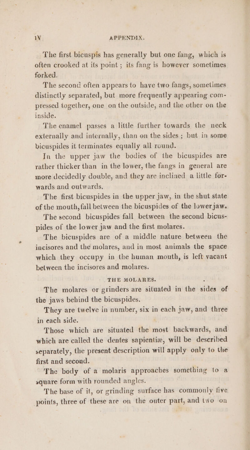 The first bicuspis has generally but one fang, which is to] often crooked at its point ; its fang is however sometimes forked. The second often appears to have two fangs, sometimes distinctly separated, but more frequently appearing com- pressed together, one on the outside, and the other on the inside. The enamel passes a little further towards the neck externally and internally, than en the sides ; but in some bicuspides it terminates equally all round. In the upper jaw the bodies of the bicuspides are rather thicker than in the lower, the fangs in general are more decidedly double, and they are inclined a little for- wards and outwards. The first bicuspides in the upper jaw, in the shut state of the mouth, fall between the bicuspides of the lowerjaw. The second bicuspides fall between the second bicus- pides of the lower jaw and the first molares. The bicuspides are of a middle nature between the incisores and the molares, and in most animals the space which they occupy in the human mouth, is left vacant between the incisores and molares. THE MOLARES. The molares or grinders are situated in the ‘ais of the jaws behind the bicuspides. They are twelve in number, six in enon jaw, and three in each side. Those which are situated the most backwards, and which are called the dentes sapientiz, will be described separately, the present description will apply only to the first and second. The body of a molaris approaches something to a square form with rounded angles. The base of it, or grinding surface has commonly five points, three of these are on the outer part, and two on