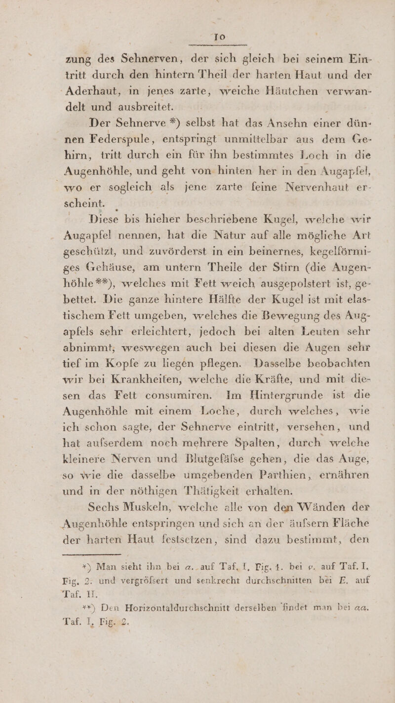 zung des Sehnerven, der sich gleich bei seinem Ein- trıtt durch den hintern Theil der harten Haut und der -Aderhaut, ın jenes zarte, weiche Häutchen verwan- delt und ausbreitet. Der Sehnerve *) selbst hat das Ansehn einer dün- nen Federspule, entspringt unmittelbar aus dem Ge- hirn, tritt durch ein für ıhn bestimmtes Loch in die Augenhöhle, und geht von hinten her in den Augapfel, wo er sogleich als jene zarte feine Nervenhaut er- scheint. _ Diese bis hieher beschriebene Kugel, welche wir Augapfel nennen, hat die Natur auf alle mögliche Art geschützt, und zuvörderst in ein beinernes, kegelfärmi- ges (sehäuse, am untern Theile der Stirn (die Augen- höhle**), welches mit Fett weich ausgepolstert ist, ge- bettet. Die ganze hintere Hälfte der Kugel ist mit elas- tischem Fett umgeben, welches die Bewegung des Aug- apfels sehr erleichtert, jedoch bei alten Leuten sehr abnimmt, weswegen auch bei diesen die Augen sehr tief im Kopfe zu liegen pflegen. Dasselbe beobachten wir bei Krankheiten, welche die Kräfte, und mit die- sen das Fett consumiren. Im Hintergrunde ist die Augenhöhle mit einem Loche, durch welches, wie ich schon sagte, der Sehnerve eintritt, versehen, und hat aufserdem noch mehrere Spalten, durch welche kleinere Nerven und Blutgefälse gehen, die das Auge, so wie die dasselbe umgebenden Parthien, ernähren und in der nöthigen Thätigkeit erhalten. Sechs Muskeln, welche alle von den Wänden der Augenhöhle entspringen und sich an der äufsern Fläche der harten Haut festsetzen, sind dazu bestimmt, den x), Man sieht ıın ‚bei a..auf Taf, T, Fig. 4. bei v. auf Taf. I. Fig. 2: und vergröfsert und senkrecht durchschnitten bei E. auf Taf. 1. **) Den Horizontaldurchschnitt derseiben findet man bei aa. Taf. 1, Re )