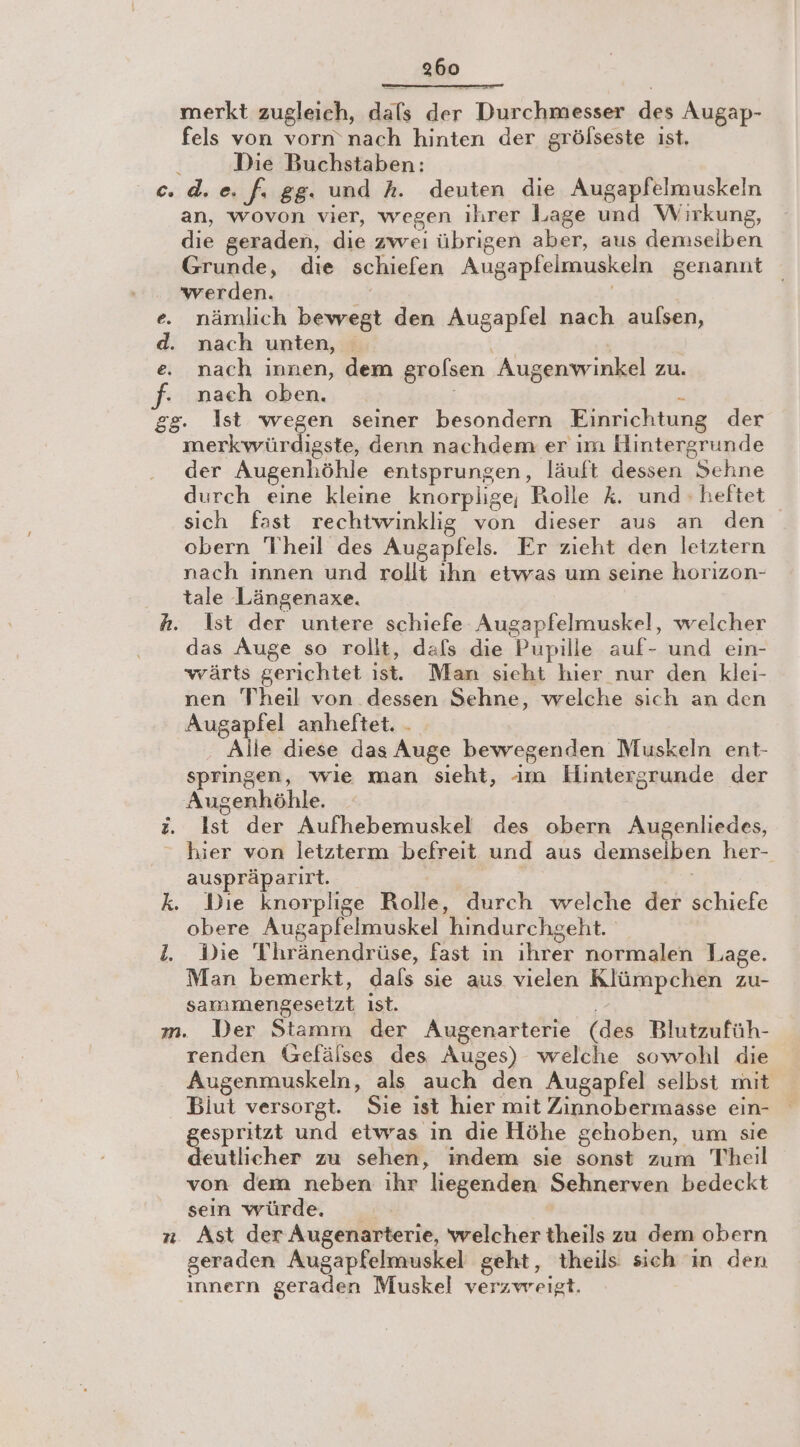 merkt zugleich, dals der Durchmesser des Augap- fels von vorn nach hinten der grölseste ist. Die Buchstaben: ec. d.e. fi gg. und Ah. deuten die Augapfelmuskeln an, wovon vier, wegen ihrer Lage und Wirkung, die geraden, die zweı übrigen aber, aus demseiben Grunde, die schiefen Augapfelmuskeln genannt werden. ” e. nämlich bewegt den Augapfel nach aulsen, d. nach unten, e. nach innen, dem grolsen Augenwinkel zu. f- nach oben. ; 5 gg. Ist we seiner besondern Einrichtung der merkvwvürdigste, denn nachdem er im Hintergrunde der Augenhöhle entsprungen, läuft dessen Sehne durch eine kleine knorplige; Rolle k. und heftet sich fast rechtwinklig von dieser aus an den obern Theil des Augapfels. Er zieht den leiztern nach innen und rollt ıhn etwas um seine horizon- tale Längenaxe. Ah. Ist der untere schiefe Augapfelmuskel, welcher das Auge so rollt, dafs die Pupille auf- und ein- wärts gerichtet ist. Man sieht hier nur den klei- nen Theil von dessen Sehne, welche sich an den Augapfel anheftet. . . Alle diese das Auge bewegenden Muskeln ent- springen, wie man sieht, im Hintergrunde der Augenhöhle. i. Ist der Aufhebemuskel des obern Augenliedes, hier von letzterm befreit und aus demselben her- auspräparirt. k. Die knorplige Rolle, durch welche der schiefe obere Augapfelmuskel hindurchgeht. I. Die Tihränendrüse, fast in ihrer normalen L.age. Man bemerkt, dals sie aus vielen Klümpchen zu- sammengesetzt ıst. m. Der Stamm der Augenarterie (des Blutzufüh- renden efälses des Auges) welche sowohl die Augenmuskeln, als auch den Augapfel selbst mit Blut versorgt. Sie ist hier mit Zinnobermasse ein- gespritzt und etwas in die Höhe gehoben, um sie deutlicher zu sehen, indem sie sonst zum Theil von dem neben ihr liegenden Sehnerven bedeckt sein würde. | n. Ast der Augenarterie, welcher theils zu dem obern geraden Augapfelmuskel geht, theils sich in den innern geraden Muskel verzweigt.