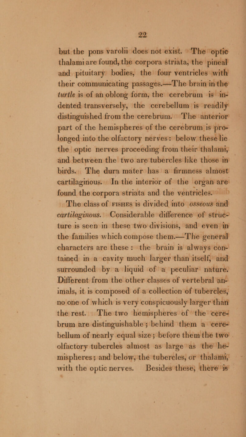 but the pons varoli does not exist. »The ‘optie thalami are found, the corpora striata, the pineal and pituitary bodies, the four ventricles with their communicating passages.—The brain in the turtle is of an oblong form, the cerebrum is in- dented transversely, the cerebellum is readily distinguished from the cerebrum. The anterior part of the hemispheres of the cerebrum is pro- longed into the olfactory nerves: below these lie and. between the two are tubercles like those in birds. The dura mater has a firmness almost cartilaginous. In the interior of the organ are’ found the corpora striata and the ventricles. &gt; The class of FisHes is divided into osseous and cartilaginous. Considerable difference of struc- ture is seen in these two divisions, and even in the families which compose them.—The general characters are these: the brain is always con- tamed in a cavity much larger than itself, and surrounded by a liquid of a peculiar nature. Different from the other classes of vertebral an- imals, it 1s composed of a collection of tubercles, no one of which is very conspicuously larger than the rest. The two hemispheres of the cere- brum are distinguishable ; behind them a cere- olfactory tubercles almost as large as the he- mispheres; and below, the tubercles, or thalami, with the optic nerves. Besides these; there is —