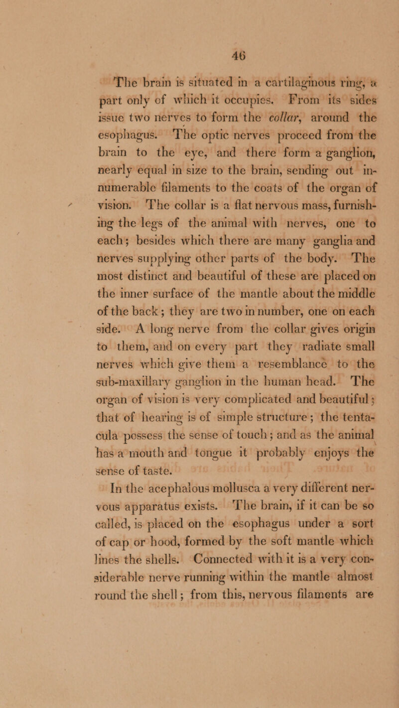 ~ The bram 1s situated in a cartilagmous ring, @ part only of which it occupies. From its sides issue two nerves to form the collar, around the esophagus. ‘The optic nerves proceed from the brain to the eye, and there form a ganglion, nearly equal in size to the brain, sending out in- numerable filaments to the coats of the organ of vision. ‘The collar is a flat nervous mass, furnish- ing the legs of the animal with nerves, one to each; besides which there are many ganglia and nerves supplying other parts of the body. The most distinct and beautiful of these are placed on the inner surface of the mantle about the middle of the back; they are two im number, one on each side. A long nerve from the collar gives origin to them, and on every part they radiate small nerves which give them a resemblance to the sub-maxillary ganglion m the human head. The organ of vision is very complicated and beautiful ; that of hearing is of simple structure; the tenta- cula possess the sense of touch; and as the anima) has a mouth and tongue it te“ pact the sense of taste. | In the acephalous mollusca a very different ner- vous apparatus exists. ‘The brain, if it can be so called, is placed on the esophagus under a sort of cap or hood, formed by the soft mantle which lines the shells. Connected with it is a very con- siderable nerve running within the mantle almost round the shell; from this, nervous filaments are