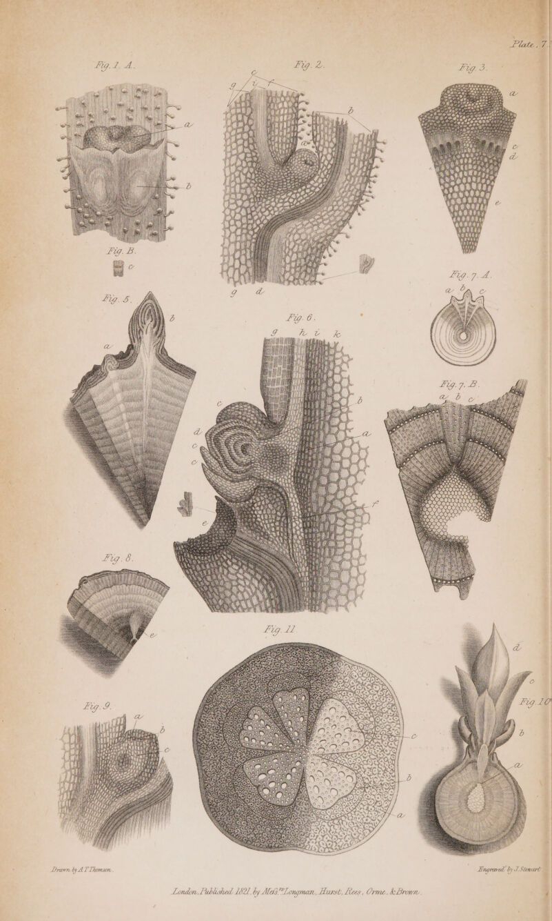 ie Ui i stm a la] Pie Le pe Piel 2 Se = : Drawn ty AL Thomson. © Engraved! by I Stewart. ee ie ee