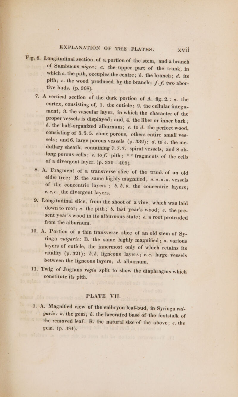 Fig. 6. Longitudinal section of a portion of the stem, and a branch of Sambucus nigra; a. the upper part of the trunk, in which c, the pith, occupies the centre; 6. the branch; d. its pith; e. the wood produced by the branch; f. f. two abor- tive buds. (p. 368). 7. A vertical section of the dark portion of A. fig. 2.: a. the cortex, consisting of, 1. the cuticle; 2. the cellular integu- ment; 3. the vascular layer, in which the character of the proper vessels is displayed ; and, 4. the liber or inner bark : 6. the half-organized alburnum ; c. to d. the perfect wood, consisting of 5.5.5. some porous, others entire small ves- sels; and 6. large porous vessels (p. 332); d. to e. the me- dullary sheath, containing 7.7.7. spiral vessels, and 8 ob- long porous cells; e. to Jf. pith; ** fragments of the cells of a divergent layer. (p. 330—406). 8. A. Fragment of a transverse slice of the trunk of an old elder tree: B. the same highly magnified; a.a.a.a. vessels of the concentric layers ; 6. b. 6. the concentric layers ; ce.c.c. the divergent layers. 9. Longitudinal slice, from the shoot of a vine, which was laid down to root; a. the pith; 6. last year’s wood; c. the pre- sent year’s wood in its alburnous state; e. a root protruded from the alburnum. 10. A. Portion of a thin transverse slice of an old stem of Sy- ringa vulgaris: B. the same highly magnified; a. various layers of cuticle, the innermost only of which retains its vitality (p. 321); 6.6. ligneous layers; c.c. large vessels between the ligneous layers; d. alburnum. 11. Twig of Juglans regia split to show the diaphragms which constitute its pith. PLATE VII. 1. A. Magnified view of the embryon leaf-bud, in Syringa vul- garis: a. the gem; 6b. the lacerated base of the footstalk of the removed leaf: B. the natural size of the above; c. the gem. (p. 384).
