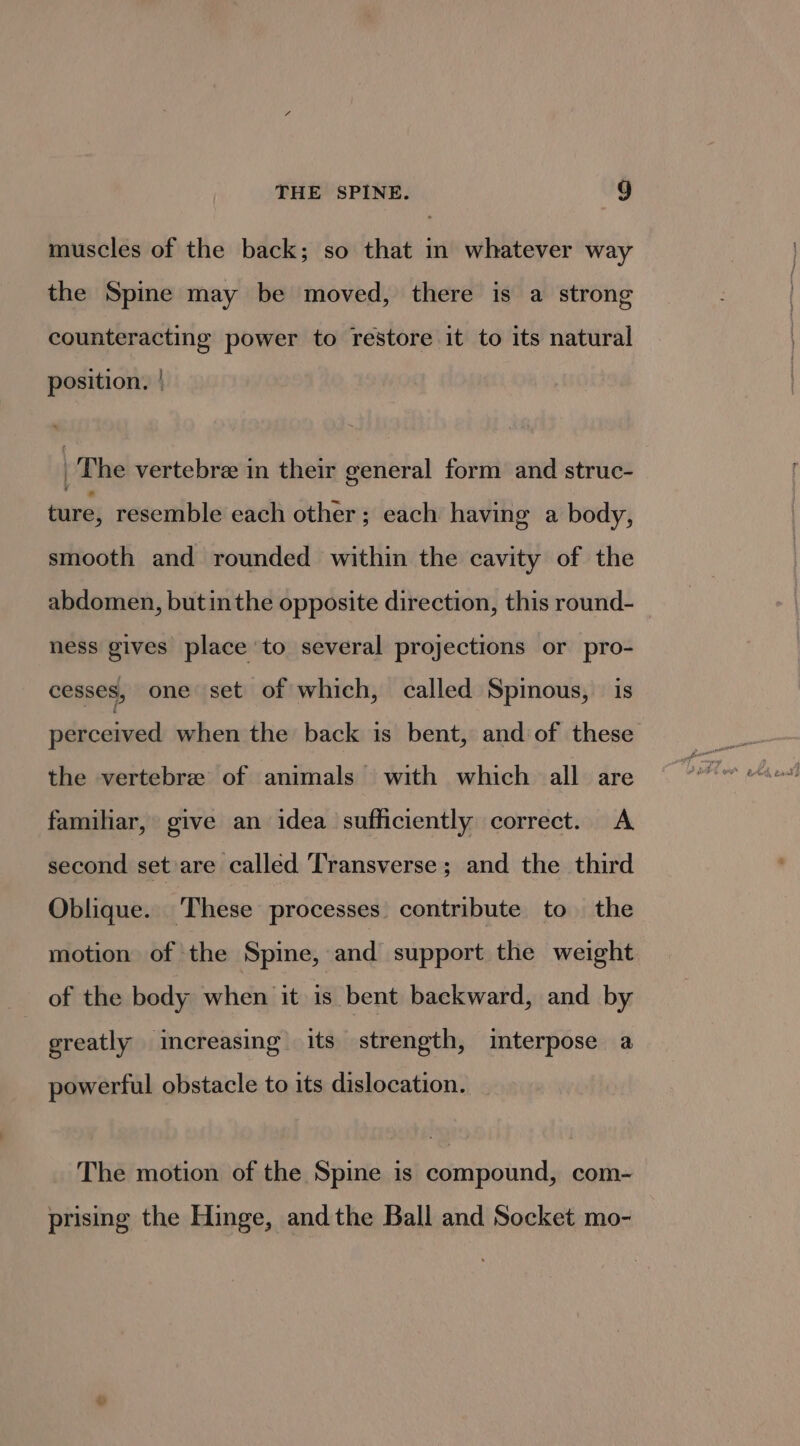 muscles of the back; so that in whatever way the Spine may be moved, there is a strong counteracting power to restore it to its natural position. | | The vertebre in their general form and struc- ture, resemble each other; each having a body, smooth and rounded within the cavity of the abdomen, butinthe opposite direction, this round- ness gives place to several projections or pro- cesses, one set of which, called Spinous, is perceived when the back is bent, and of these the vertebre of animals with which all are familiar, give an idea sufficiently correct. A second set are called Transverse; and the third Oblique. These processes contribute to the motion of the Spine, and support the weight of the body when it 8 bent backward, and by greatly increasing its strength, interpose a powerful obstacle to its dislocation. The motion of the Spine is compound, com- prising the Hinge, andthe Ball and Socket mo-