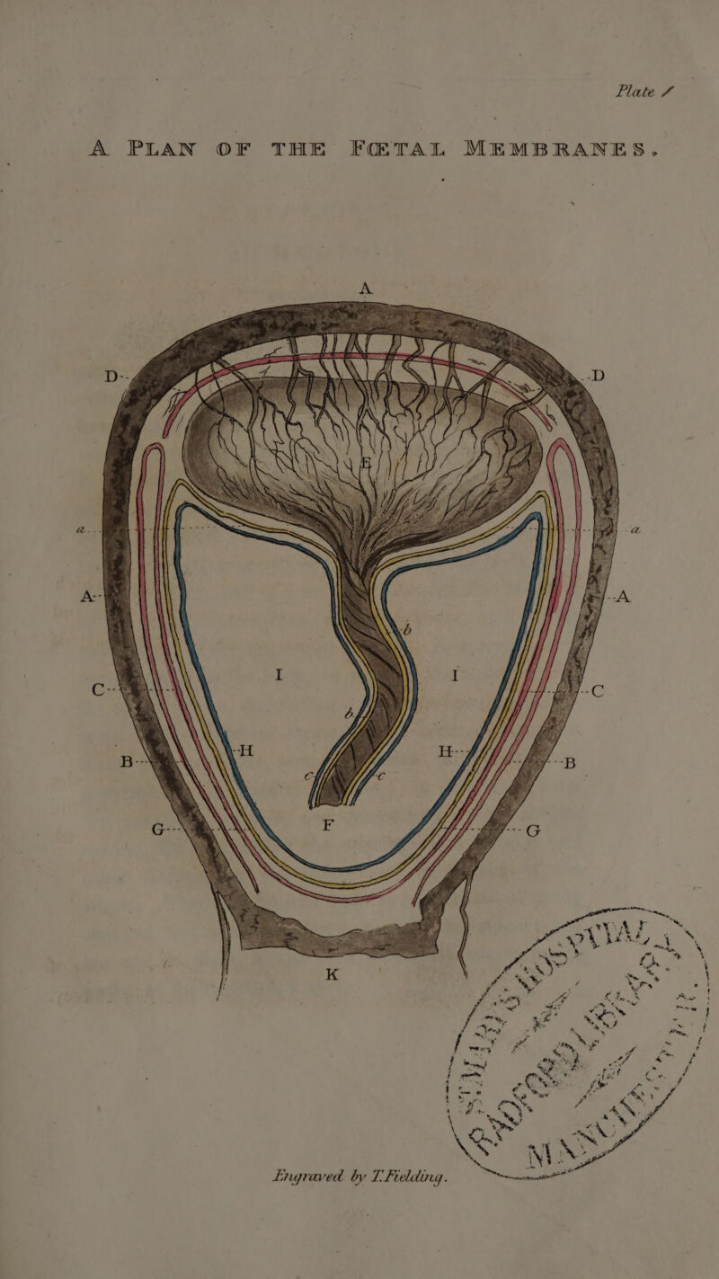 Flate 4 A PLAN OF THE FQ TAL MEMBRANES. Engraved by 1 Fielding.