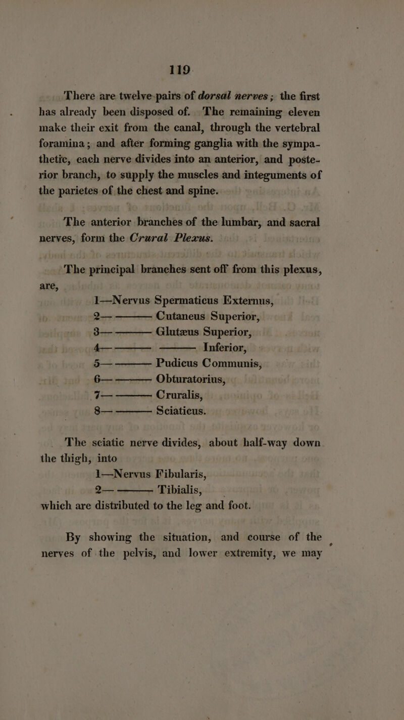 There are twelve-pairs of dorsal nerves ; the first has already been disposed of. The remaining eleven make their exit from the canal, through the vertebral foramina; and after forming ganglia with the sympa- thetic, each nerve divides into an anterior, and poste- rior branch, to supply the muscles and integuments of the parietes of the chest and spine. The anterior branches of the lumbar, and sacral nerves, form the Crural Plexus. The principal branches sent off from this plexus, are, 1—Nervus Spermaticus Externus, 2— Cutaneus Superior, 3— — Gluteus Superior, 4— Inferior, 5— Pudicus Communis, 6— ——— Obturatorius, Ie Cruralis, 8— — Sciaticus. The sciatic nerve divides, about half-way down the thigh, into 1—Nervus Fibularis, 2— Tibialis, which are distributed to the leg and foot. By showing the situation, and course of the — nerves of the pelvis, and lower extremity, we may