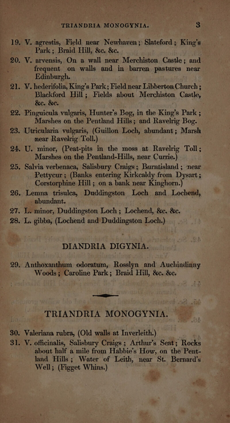 19. V. agrestis, Field near Newhaven; Slateford ; King’s Park ; Braid Hill, &amp;c. &amp;c. . 20. VY. arvensis, On a wall near Merchiston Castle; and frequent on walls and in barren pratines near Edinburgh. 21. V. hederifolia, King’s Park; Field near Libberton Church ; Blackford Hill; Fields about Merchiston Castle, &gt; &amp;e., &amp;e. . 22. Pinguicula vulgaris, Hunter's Bog, in the King’s Park ; Marshes on the Pentland Hills; and Ravelrig Bog. 23. Utricularia vulgaris, (Guillon Loch, abundant; Marsh x mear Ravelrig Toll.) | 24. U. minor, (Peat-pits in the moss at Ravelrig Toll; Marshes on the Pentland-Hills, near Currie.) _ 25. Salvia verbenaca, Salisbury Craigs; Burntisland ; near Pettycur ; (Banks entering Kirkcaldy from Dysart ; Corstorphine Hill ; on a bank near Kinghorn.) 26. Lemna trisulca, Duddingston Loch and _ Lochend, _ abundant. 27. L. minor, Duddingston Loch ; Lochend, &amp;c. &amp;c. 28. L. gibba, (Lochend and Duddingston Loch.) | DIANDRIA DIGYNIA. 29. Anthoxanthum odoratum, Rosslyn and Auchindinny Woods; Caroline Park; Braid Hill, &amp;e. &amp;c. —-— TRIANDRIA MONOGYNIA. 30. Valeriana rubra, (Old walls at Inverleith.) 31. V. officinalis, Salisbury Craigs; Arthur’s Seat; Rocks - about half a mile from Habbie’s How, on the Pent- land Hills; Water of Leith, near St. Bernard’ 8 Well; (Figget Whins.) *