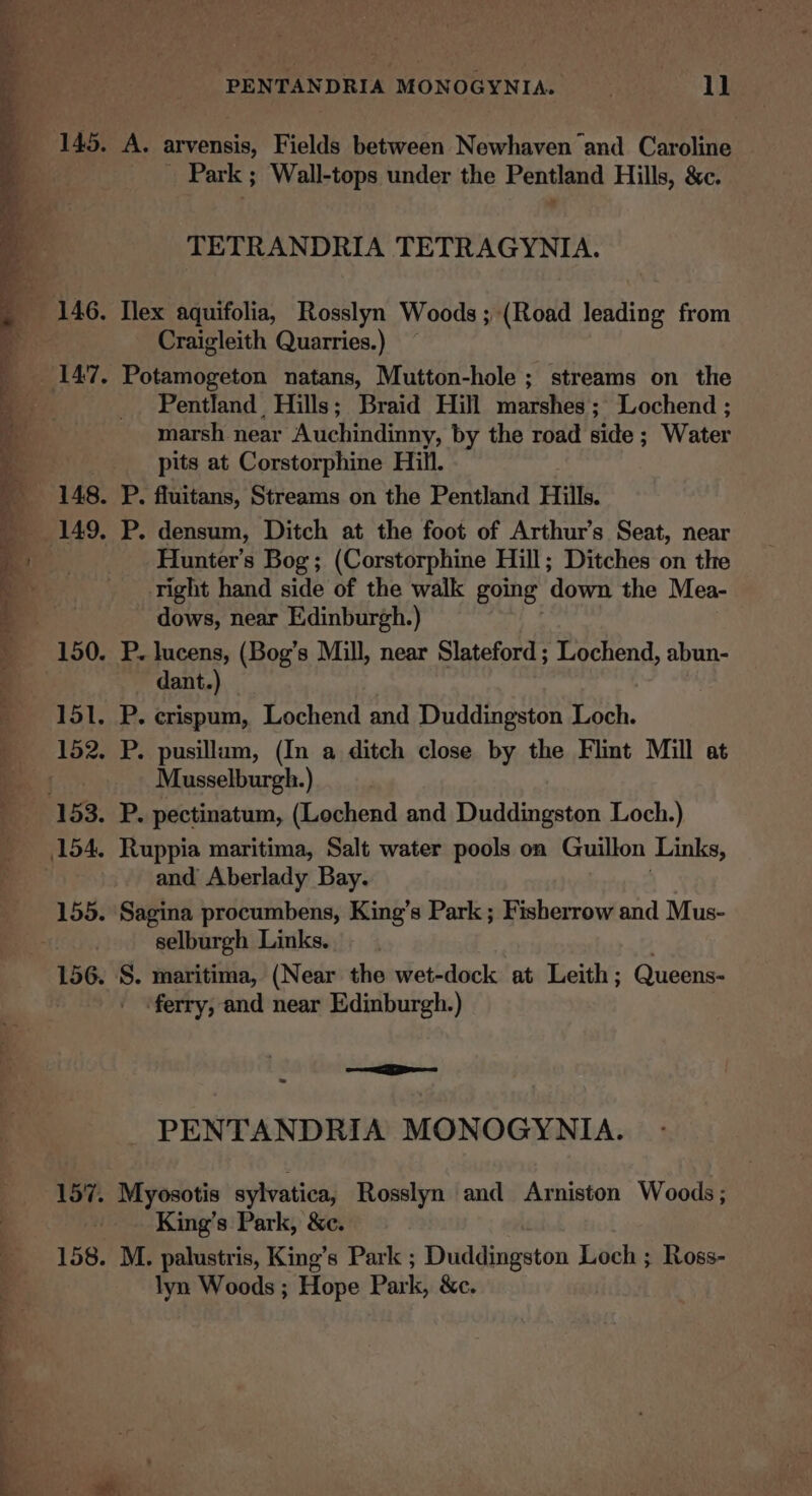 ——-- &gt; ’ ST ee aS ee &lt;&lt;) =e Boe Vi &lt; 4 - ie . &gt; *% ‘PENTANDRIA MONOGYNIA. ~=—sdidOL A. arvensis, Fields between Newhaven and Caroline - Park ; Wall-tops under the Pentland Hills, &amp;c. TETRANDRIA TETRAGYNIA. [lex aquifolia, Rosslyn Woods; (Road leading from Craigleith Quarries.) Potamogeton natans, Mutton-hole ; streams on the Pentland Hills; Braid Hill marshes; Lochend ; marsh near Auchindinny, by the road side ; Water pits at Corstorphine Hill. P. fluitans, Streams on the Pentland Hills. P. densum, Ditch at the foot of Arthur’s Seat, near Hunter’s Bog; (Corstorphine Hill; Ditches on the right hand side of the walk going ‘down the Mea- dows, near Edinburgh.) P. lucens, (Bog’s Mill, near Slateford ; Lochend, abun- dant.) P. crispum, Lochend and Duddingston Loch. P. pusillam, (In a ditch close by the Flint Mill at Musselburgh.) P. pectinatum, (Lochend and Duddingston Loch.) Ruppia maritima, Salt water pools on Guillon Links, and Aberlady Bay. Sagina procumbens, King’s Park ; Fisherrow and Mus- selburgh Links. S. maritima, (Near the wet-dock at Leith; Queens- ‘ferry, and near Edinburgh.) = = PENTANDRIA MONOGYNIA. Myosotis sylvatica, Rosslyn and Arniston Woods; King’s Park, &amp;c. M. palustris, King’s Park ; Duddingston Loch ; Ross- lyn Woods ; Hope Park, &amp;c.