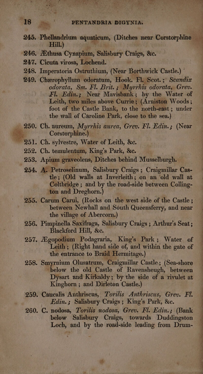 “18 245. 246. 247. 248. 249, _ 250. *,, ] 252. 253. 254. 255. St, PENTANDRIA DIGYNIA. Hill.) ZEthusa Cynapium, Salisbury sce &amp;e. Cicuta virosa, Lochend. Imperatoria Ostruthium, (Near Borthwick Castle.) ’ Cheerophy!lum odoratum, Hook. Fl. Scot. ; Scandix odorata, Sm. Fl. Brit. ; Myrrhis onto rectay Grev. Fl. Edin.; Near Mavisbank ; by the Water of Leith, two miles above Currie : (Arniston Woods ; foot of the Castle Bank, to the north-east ; under the wall of Caroline Park, close to the sea.) Ch. aureum, Myrrhis aurea, Grev. Fl. Edin.; (Near Corstorphine.) Ch. temulentum, King’s Park, &amp;c. Apium graveolens, Ditches behind Musselburgh. A. Petroselinum, Salisbury Craigs ; Craigmillar Cas- tle; (Old walls at Inverleith; on an ‘old wall at Coltbridge ; and by the road-side between Colling- ton and Dreghorn.) between Newhall and South Queensferry, and near the village of Abercorn.) Pimpinella Saxifraga, Salisbury Craigs ; Arthur’s Seat ; Blackford Hill, &amp;c. /Egopodium Podagraria, King’s Park; Water of Leith ; (Right hand side of, and within the gate of the entrance to Braid Hermitage. ) Smyrnium Olusatrum, ‘Craigmillar Castle; (Sea-shore ‘below the old Castle of Ravensheugh, between Dysart and Kirkaldy; by the side of a rivulet at Kinghorn ; and Dirleton Castle.) Caucalis Anthriscus, Torilis Anthriscus, Grev. Fl. Edin. ; Salisbury Craigs ; King’s Park, &amp;c. C. nodosa, Torilis nodosa, Grev. Fl. Edin.; (Bank below Salisbury Craigs, towards Duddingston Loch, and by the road-side leading from Drum- =s sy we. *- al a