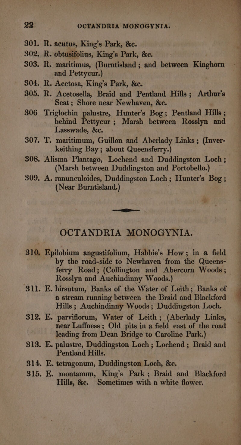 301. R. acutus, King’s Park, &amp;c. 302. R. obtusifolius, King’s Park, &amp;c. 303. R. maritimus, (Burntisland ; and between ichivbicn and Pettycur.) 304. R. Acetosa, King’s Park, &amp;c. 305. R. Acetosella, Braid and Pentland Hills; Arthur's Seat; Shore near Newhaven, &amp;c. 306 Triglochin palustre, Hunter's Bog; Pentland Hills ; behind Pettycur ; Marsh between Rosslyn and Lasswade, &amp;c. 307. T. maritimum, Guillon and Aberlady Links ; (Inver- keithing Bay ; about Queensferry. 308. Alisma Plantago, Lochend and Duddingston Loch ; (Marsh between Duddingston and Portobello.) 309. A. ranunculoides, Duddingston Loch ; Hunter’s Bog ; (Near Burntisland.) OCTANDRIA MONOGYNIA. 310, Epilobium angustifolium, Habbie’s How; in a field by the road-side to Newhaven from the Queens- | Rosslyn and  Auchindinny Woods.) 311. E. hirsutum, Banks of the Water of Leith; Banks of a stream running between the Braid and Blackford Hills ; Auchindinny Woods; Duddingston Loch. 312. E. parviflorum, Water of Leith ; (Aberlady Links, near Luffness ; Old pits in a field east of the road leading from Dean Bridge to Caroline Park.) — 313. E. palustre, Duddingston Loch ; Lochend ; Braid and Pentland Hills. 314. E. tetragonum, Duddingston Loch, &amp;c. 315. E. montanum, King’s Park ; Braid and Blackford Hills, &amp;c. Sometimes with a white flower.