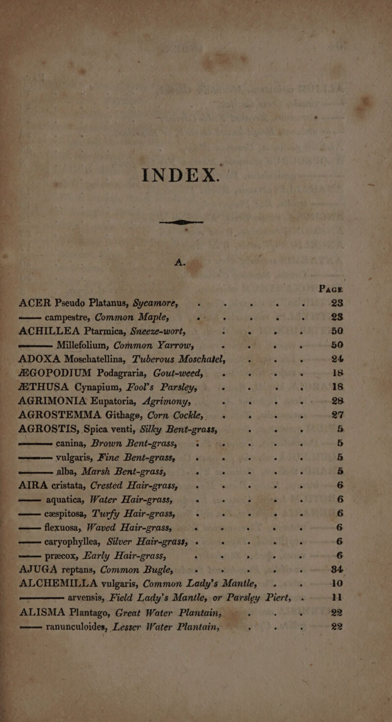 INDEX. | ACER Pseudo Platanus, Syeamore, . j A : — campestre, Common Maple, : . . ‘ ACHILLEA Ptarmica, Sneeze-wort, : 5 Millefolium, Covmmon Yarrow, d 4 F ZEGOPODIUM Podagraria, Gout-weed, ». +» + ZETHUSA Cynapium, Fool’s Parsley, é AGRIMONIA Eupatoria, Agrimony, . . : AGROSTEMMA Githage, Corn Cockle, . . . AGROSTIS, Spica venti, Silky Bent-grass, . . canina, Brown Bent-grass, + .° vulgaris, Fine Bent-grass, . . : ° alba, Marsh Bent-grass, . : : . AIRA cristata, Crested Hair-grass, . . . ° —— aquatica, Water Hair-grass, “ , > 2 — cespitosa, Turfy Hair-grass, : oes . flexuosa, Waved Hair-grass, . ° ‘ . —— caryophyllea, Silver Hatr-grass, . : . - —— precox, Karly Hair-grass, . . > AJUGA reptans, Common Bugle, -- . : . ALCHEMILLA vulgaris, Common Lady’s Mantle, ranunculoides, Lesser Water Plantain, 28 Joon SeEAAQ2R aA aeaans