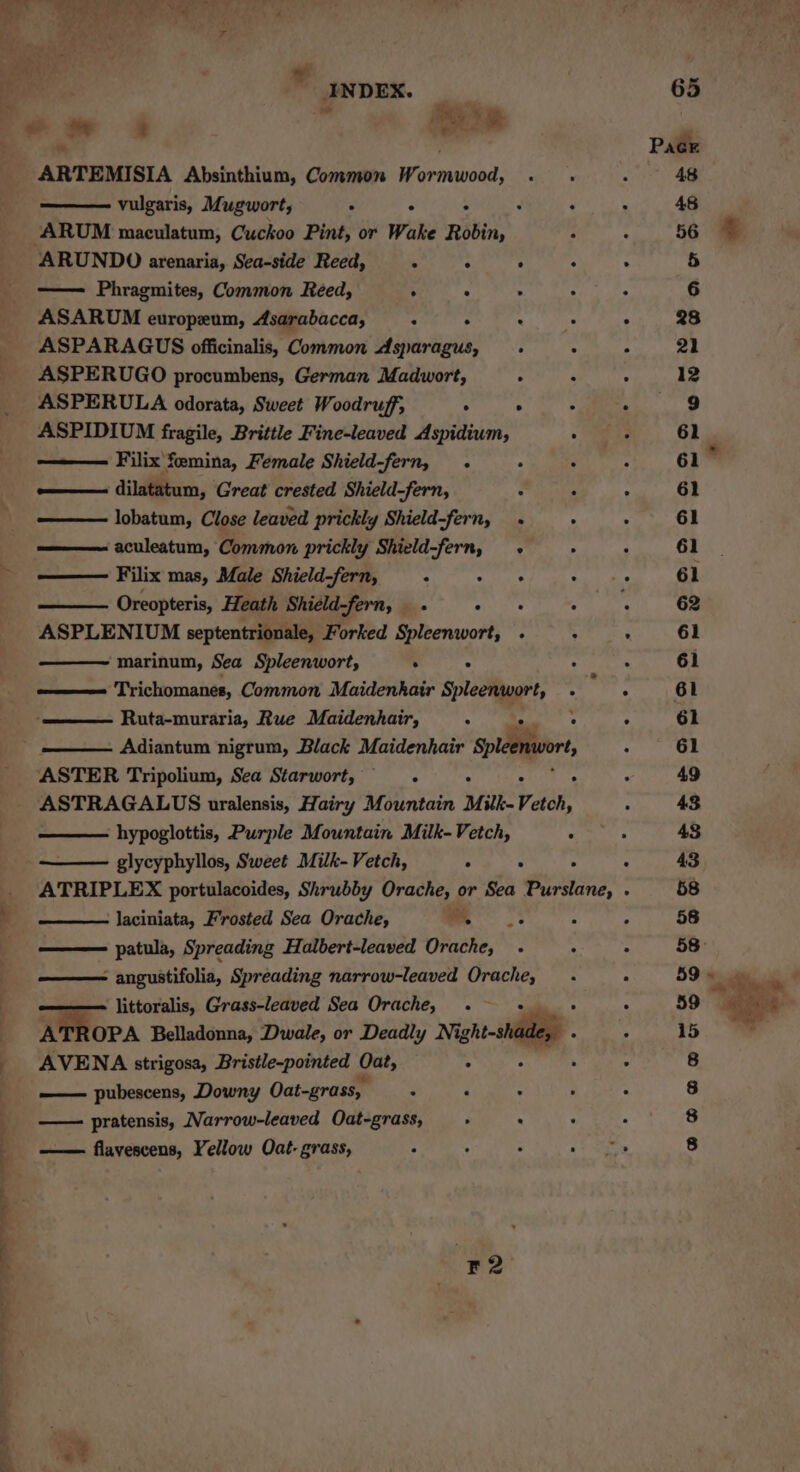 Ee ~ me 4 | ree ARTEMISIA Absinthium, Common Wormwood, . . vulgaris, Mugwort, . . . : : “ARUM maculatum, Cuckoo Pint, or Wake Robin, : ARUNDO arenaria, Sea-side Reed, ° ° ° ° —— Phragmites, Common Reed, . t : : ASARUM europeum, Asarabacca, : . : . ASPARAGUS officinalis, Common Asparagus, . . ASPERUGO procumbens, German Madwort, aes ASPERULA odorata, Sweet Woodruff; , . . ASPIDIUM fragile, Brittle Fine-leaved Aspidium, ° Filix femina, Female Shield-fern, . . . dilatatum, Great crested Shield-fern, : : lobatum, Close leaved prickly Shield-fern, . * aculeatum, Common prickly Shield-fern, . Filix mas, Male Shield-fern, : wth © ; Oreopteris, Heath Shield-fern, . . + » ASPLENIUM septentrionale, Forked Spleenwort, . A marinum, Sea Spleenwort, . . ° Trichomanes, Common Maidenkair Spleenwort, . Adiantum nigrum, Black Maidenhair Spleenwort, ASTER Tripolium, Sea Starwort, . a ; : hypoglottis, Purple Mountain Milk-Vetch, : glycyphyllos, Sweet Milk- Vetch, . . ° ATRIPLEX portulacoides, Shrubby Orache, or Sea Purslane, laciniata, Frosted Sea Orache, a rc patula, Spreading Halbert-leaved Orache, - : - angustifolia, Spreading narrow-leaved Orache, _ .- littoralis, Grass-leaved Sea Orache, . ATROPA Belladonna, Dwale, or Deadly Nigtestadey AVENA strigosa, Bristle-pointed Oat, ° —— pubescens, Downy Oat-grass, : Fi ~ F —— pratensis, Narrow-leaved Oat-grass, : : flavescens, Yellow Oat- grass, : : ; ; F2 a? +