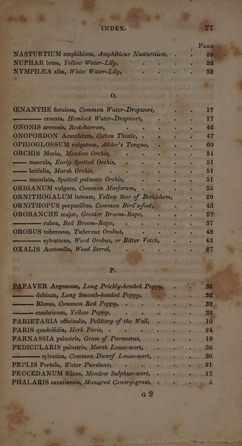 -NASTURTIUM amphibium, Amphibious Nasturtium, NUPHAR lutea, Yellow Water-Lily, ay NYMPHAEA alba, White Water-Lily, ; Q. (ENANTHE fistulosa, Common Water-Dropwort, crocata, Hemlock Water-Dropwort, r ONONIS arvensis, Rest-harrow, * : “ ONOPORDON Acanthium, Cotton Thistle, . * OPHIOGLOSSUM vulgatum, Adder’s Tongue, «. ORCHIS Morio, Meadow Cree e+. &lt; mascula, Early Spotted Orchis, . : —— latifolia, Marsh Orchis, ‘ 5 ‘ies —— maculata, Spotted palmate Orchis,’ . ° ORIGANUM vulgare, Common Marjoram, . 7 ORNITHOGALUM luteum, Yellow Star of Bethlehem, _ ORNITHOPUS perpusillus, Common Bird’s-foot, — _ OROBANCHE major, Greater Broom-Rape, : rubra, Bed Broom-Rape,_ . AEA NR 3 OROBUS tuberosus, Tuberous Orobus,  i sylvaticus, Wood Orobus, or Bitter Vetch, OXALIS Acetosella, Wood Sorrel, ~ ‘ee 2 1 | | P. |  eae —saae AVER Argemone, Long Prickly-headed Poppy, — dubium, Long Smooth-headed Poppy, — . Rheas, Common.Red Poppy, - &gt; ‘ cambricum,. Yellow Poppy, . . ° ‘ PARIETARIA officinalis, Pellitory of the Wall, . PARIS quadrifolia,,Herb. Paris, . — « ; A PARNASSIA palustris, Grass of Parnassus, . PEDICULARIS palustris, Marsh Louse-wort, : sylvatica,. Common Dwarf Louse-wort, . PEPLIS Portula, Water Purslane, : : 4 PEUCEDANUM Silaus,. Meadow Sulphur-wort, _- PHALARIS canariensis, Manured Canary-grass, G2 3 17 : 17 . Ag : 47 o) 6G  ’ 51 51 re : 51 ‘ 35 aT oo : 43 oe ae . 42 7 43 oie aie % ie ctee a ty ae «ate i * wey