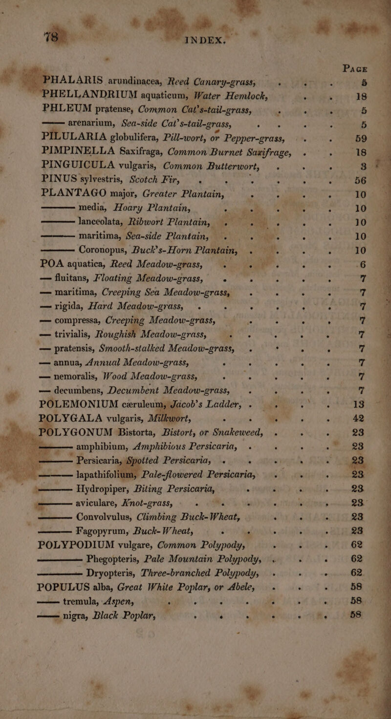 » ie Persans arundinacea, Reed Canary-grass, rhe: HELLANDRIUM aquaticum, Water Hemlock, PHLEUM pratense, Common Cat’ s-tail-grass, 2 arenarium, Sea-side Cat’ s-tail-grass, Pa ts j PILULARIA globulifera, Pill-wort, or Pepper-grass, PIMPINELLA Saxifraga, Common Burnet Saaifrage, PINGUICULA vulgaris, Common Butterwort, ° PINUS sylvestris, Scotch Fir, ‘ 4 ‘ . PLANTAGO major, Greater Plantain, _s o. media, Hoary Plantain, * re ie . : ay ices a lanceolata, Ribwort Plantain, . Sei maritima, Sea-side Plantain, ae ig Coronopus, Buck’ s-Horn Plantain, «a POA aquatica, Reed Meadow-grass, a eu ; — fluitans, Mloating Meadow-grass, . . ; — maritima, Creeping Sea Meadow-grass, . . — rigida, Hard Meadow-grass, . . ° , — compressa, Creeping Meadow-grass, ~ : — trivialis, Hough oidiow- press alate . gle pratensis, Smooth-stalked Meadow-grass, . — annua, dnnual Meadow-grass, . . : — nemoralis, Wood Meadow-grass, Boy. ais . — decumbens, Decumbent Meadow-grass, . . all POLEMONIUM erin Mists icob’s Ladder, » » ILYGONUM ‘lew tot or Snakeweed, . - amphibium, Amphibious Persicaria, . ‘ - Persicaria tted Persicaria, . 4 @) i eos Sass ME asaeseros Persicaria, .— ey Hydropiper, Biting Persicaria, . ; ——— aviculare, Knot-grass, oR ° ‘ : Convolvulus, Climbing Buck- Wheat, ‘ Fagopyrum, Buck- Wheat, . m™ . POLYPODIUM vulgare, Common Polypody, . — Phegopteris, Pale Mountain Polypody, . Dryopteris, Three-branched Polypody, . POPULUS alba, Great White Poplar, or Abele, . —— tremula, Aspen, . : 4 ee —— nigra, Black Poplar, ‘ . ‘ .
