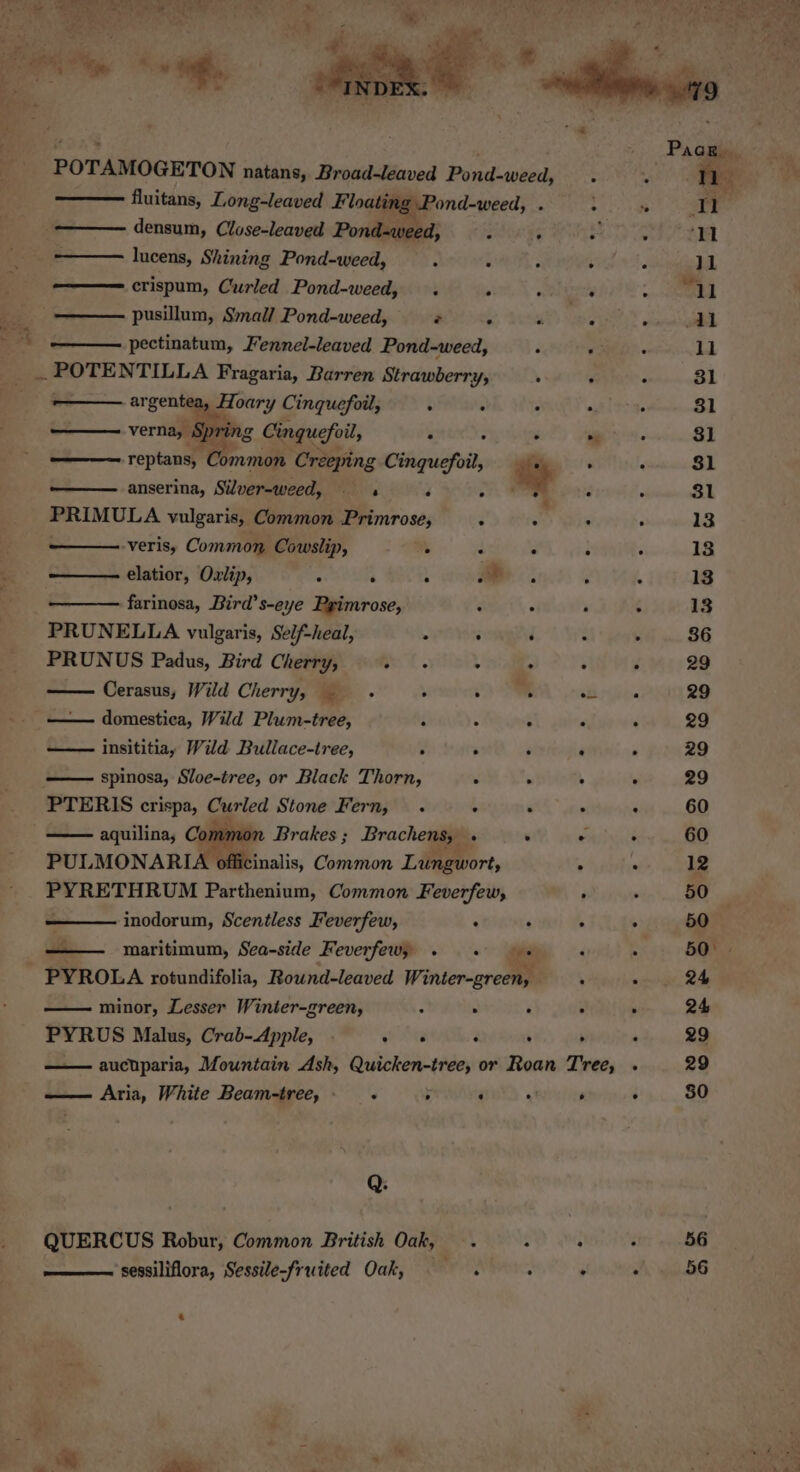 densum, Close-leaved Pond-weed, lucens, Shining Pond-weed, crispum, Curled Pond-weed, . . pusillum, Small Pond-weed, Fs 4 pectinatum, Fennel-leaved Pond-weed, ie viata NTILLA Fragaria, Barren Strawberry, weary Cinquefoil, . : argent —_——. verna, § rINg Cingquefoil, r : reptans, Common Creeping Cinquefoil, anserina, Silver-weed, 3  PRIMULA vulgaris, Common Primrose, : -Verisy Common Cowslip, : elatior, Oxlip, ° . “ * farinosa, Bird’s-eye Pgimrose, : PRUNELLA vulgaris, Self-heal, . : PRUNUS Padus, Bird Cherry, ee —— Cerasus, Wild Cherry, _ - &gt; : _—— domestica, Wild Plum-tree, ; insititiay Wild Bullace-tree, . ‘ spinosa, Sloe-tree, or Black Thorn, a PTERIS crispa, Curled Stone Fern, . . aquilina; Common Brakes ; Brachegem PULMONARIA « inodorum, Scentless Feverfew, a maritimum, Sea-side Feverfew; Ay gta —— minor, Lesser Winter-green, ; . PYRUS Malus, Crab-Apple, . tia ‘ aucuparia, Mountain Ash, Quicken-tree, or Roan Tree, —— Aria, White Beam-tree,. . i Q. QUERCUS Robur, Common British Oak, sessiliflora, Sessile-fruited Oak, —. rt 3 e 50°» 56 56