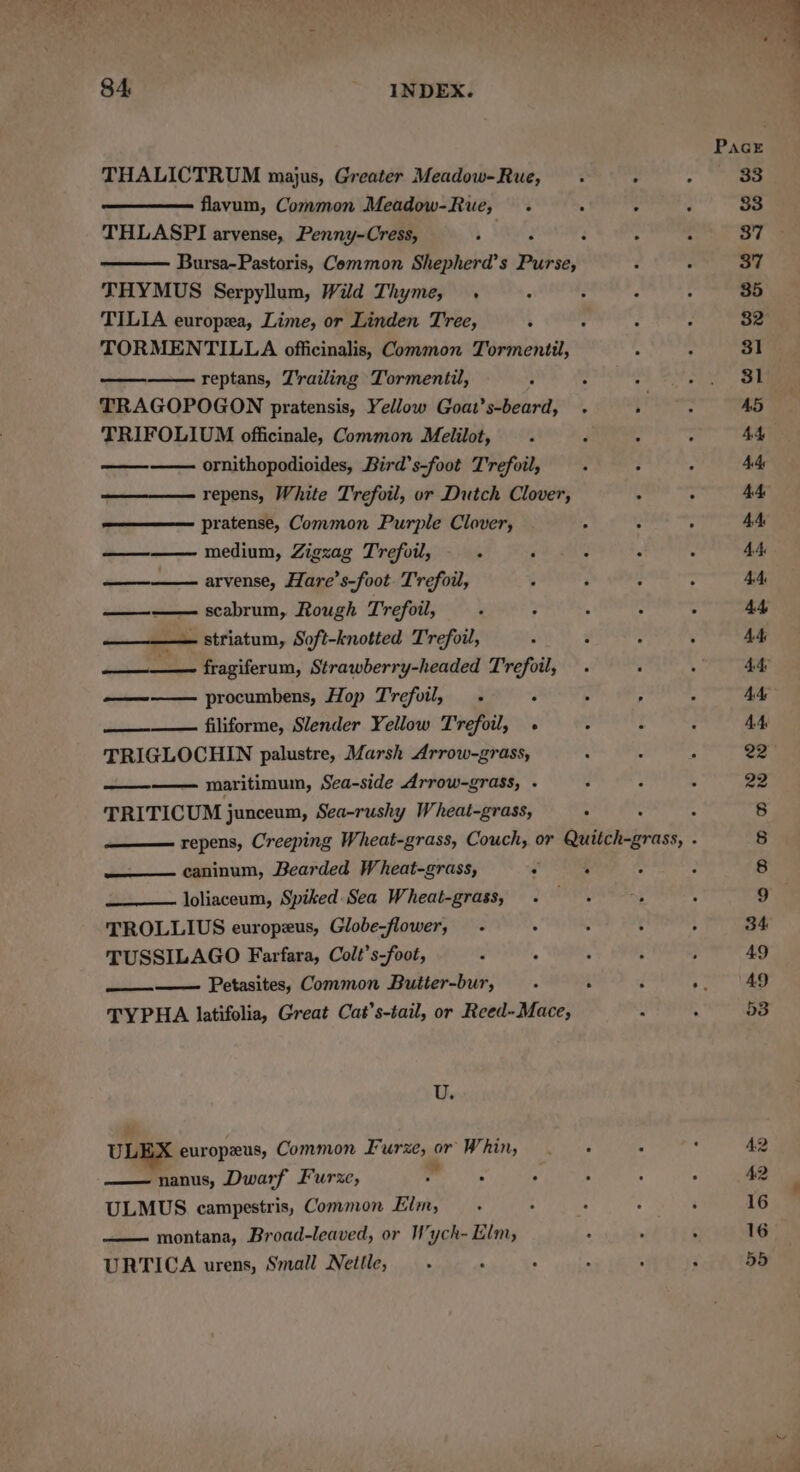 84, INDEX. PacE THALICTRUM majus, Greater Meadow-Rue, .« - * 33 flavum, Common Meadow-Rue, 4 . 3 - 83 THLASPI arvense, Penny-Cress, ; 3 5 4 37% Bursa-Pastoris, Common Shepherd’s Piihedy : - 37 THYMUS Serpyllum, Wild Thyme, . ° ° ‘ ° 35 TILIA europea, Lime, or Linden Tree, : é E i 82 TORMENTILLA officinalis, Common Tormentil, . “ 31 reptans, J'railing Tormentil, 5 : - ei ale TRAGOPOGON pratensis, Yellow Goat’s-beard, . Theres AS TRIFOLIUM officinale, Common Melilot, . F a : 44 ornithopodioides, Bird’s-foot Trefoil, . ; , Ads repens, White Trefoil, or Dutch Clover, 4 : 44 pratense, Common Purple Clover, . : ‘ 44 ——— medium, Zigzag Trefoil, : ‘ : P ° 44 — arvense, Hare’s-foot Trefoil, 5 3 ; ; 44 scabrum, Rough Trefoil, ‘ ; ; : : 44 —__—— striatum, Soft-knotted Trefoil, : F : : AA ——_—_— fragiferum, Strawberry-headed Trefoil, . : . Ade procumbens, Hop Trefoil, . . : , ; 4A ———— filiforme, Slender Yellow Trefoil, » ~ i : 44 TRIGLOCHIN palustre, Marsh Arrow-grass, : : j 22 ——-—— maritimum, Sea-side Arrow-grass, . : : 3 22 TRITICUM junceum, Sea-rushy Wheat-grass, : : : 8 repens, Creeping Wheat-grass, Couch, or Quitch-grass, . 8 caninum, Bearded Wheat-grass, ‘ ° . 2 8 loliaceum, Spiked Sea Wheat-grass, sahak ; ! 9 TROLLIUS europeus, Globe-flower, - 3 g : ; 34. a TUSSILAGO Farfara, Colt’s-foot, 3 : “ f ; 49 —__—_——— Petasites, Common Butter-bur, : i é pe 49 TYPHA latifolia, Great Cat’s-tail, or Reed-Mace, - . 53 U. ULEX europeus, Common Furze, or WU, ioe ee . 4.2 — nanus, Dwarf Furze, ae 2 : ' A 42 ULMUS campestris, Common Elm, : 4 : : : 16 montana, Broad-leaved, or Wych- Elm, : ‘ ¢ 16 URTICA urens, Small Nettle, f : 4 ~ ; ; 55