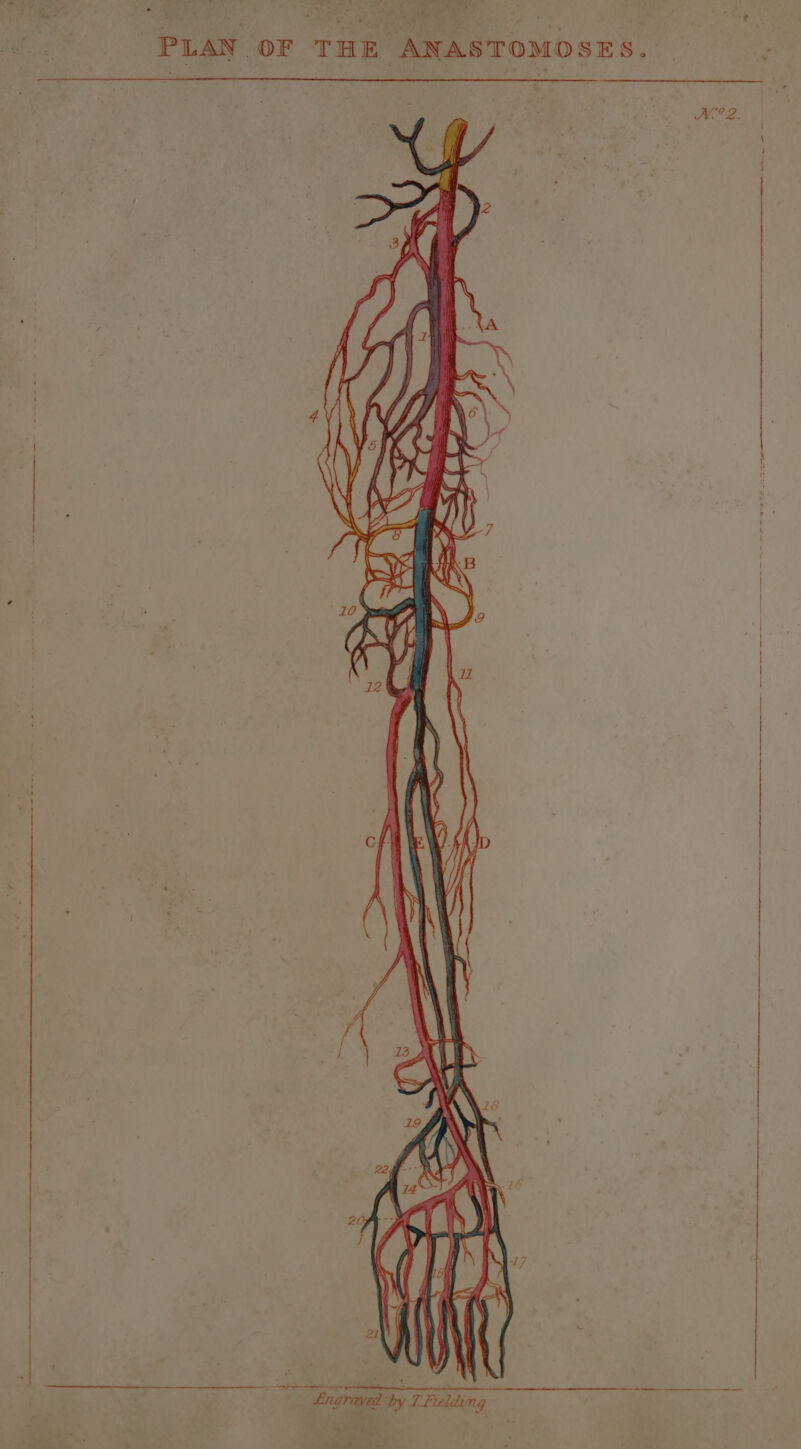 PLAN OF THE ANASTOMOSES. ~