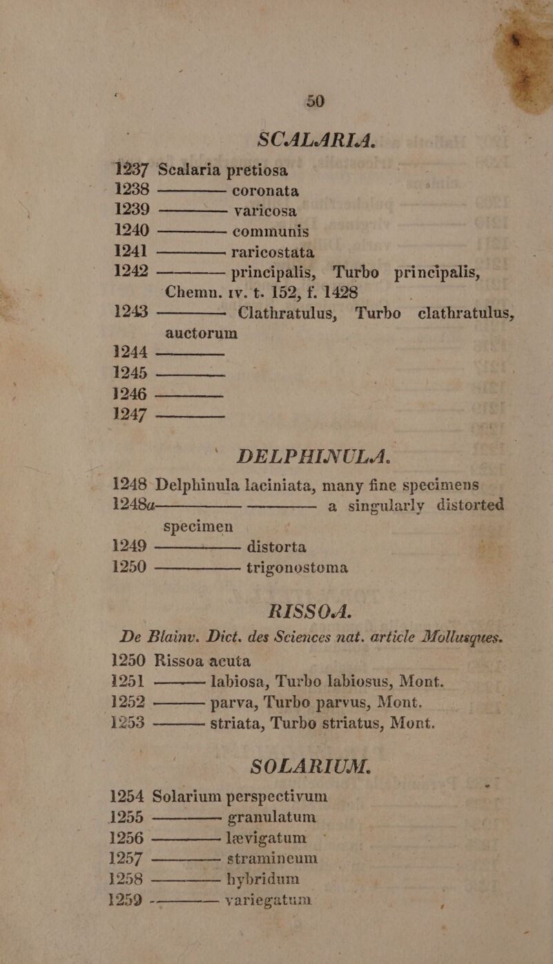 SCALARIA. 1237 Scalaria pretiosa 12838 ———— coronata 1239 — —— — varicosa 1240 —— — —— communis 1241 —— —— — raricostata 1242 —— — — principalis, Turbo principalis, Chemn. rv. t. 152, f. 1428 1243 —— ———— Clathratulus, Turbo clathratulus, auctorum 1244 1245 1246 1247 ^ DELPHINULA. . 1248 Delphinula laciniata, many fine specimens 12484—— ———— — — ———— a singularly distorted specimen 1249 — — ——— — distorta 1250 ——_———— trigonostema RISSOA. | De Biainv. Dict. des Sciences nat. article Mollusques. 1250 Rissoa aeuta 1251 labiosa, Turbo labiosus, Mont. 1252. parva, Turbo parvus, Mont. 1253 striata, Turbo striatus, Mont. SOLARIUM. 1954 Solarium perspectivum : 1255 granulatum 1256 —_——— levigatum 1257 ————— stramineum 1258 —— hybridum 1259 -— ———— variegatum | 3