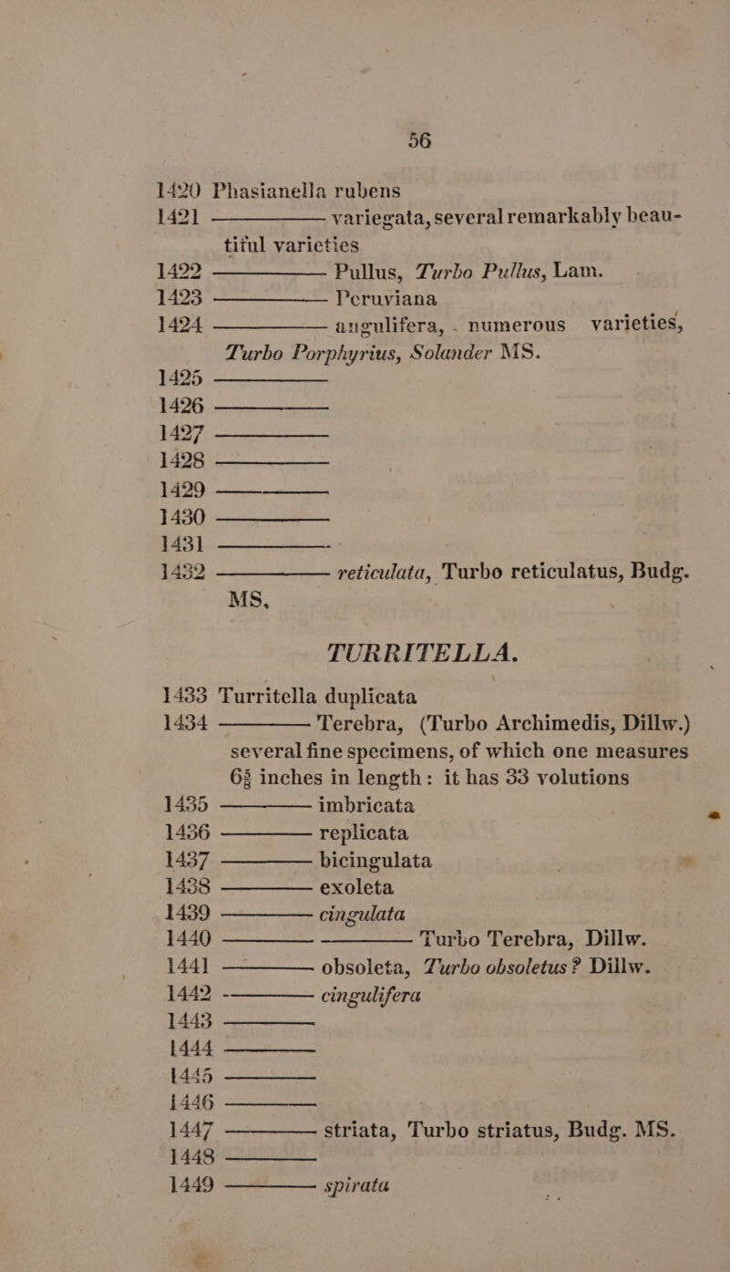 1420 Phasanella rubens 1421 variegata, several remarkably beau- titul varieties 1422 —— ——— —— Pullus, Turbo Pullus, Lam. 1423 ——— — —— Peruviana 1424 —— ——— — angulifera,. numerous varieties, Turbo Porphyrius, Solander MS. 1425 ——————— 1426 1427 1428 ——————— 1429 ———— —— 1430 1431 1432 —— —— —— reticulata, Turbo reticulatus, Budg. MS, TURRITELLA. 1433 Turritella duplicata 1434 ————— Terebra, (Turbo Archimedis, ills.) several fine specimens, of which one measures 6$ inches in length: it has 33 volutions 1435 — — —— imbricata 1436 ———— — replicata 1437 — — —— bicingulata 1458 ————— exoleta 1439 — — —— cingulata 1440 ———— — ———— — Turbo Terebra, Dillw. 144] —— — — obsoleta, Turbo obsoletus? Dillw. 1442 -—— ——— cingulifera 1445 1444 1445 P446 ———— 1447 —— — — striata, Turbo striatus, Budg. MS. 1448 ———_—— 1449 ————— spirata