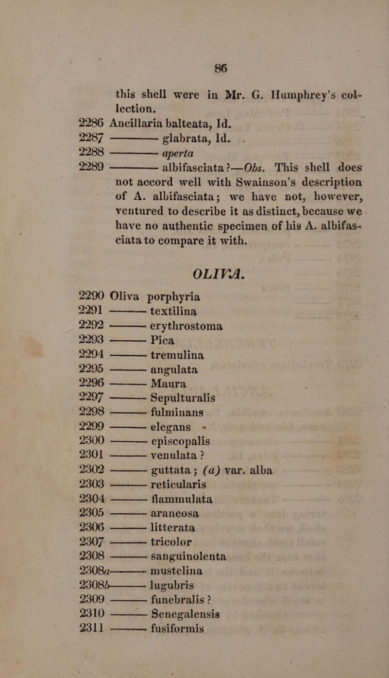 this shell were in Mr. G. Humphrey's col- lection. 2286 Ancillaria balteata, Id. 2287 — — —— glabrata, Id. 2288 — — — aperta 2289 ———— —- albifasciata?—Oks. This shell does not accord well with Swainson's description of A. albifasciata; we have not, however, ventured to describe it as distinct, because we . have no authentic specimen of his A. albifas- ciata to compare it with. OLIVA. 2290 Oliva porphyria 229] textilina 2292 erythrostoma 2293 Pica 2294 tremulina 2295 angulata 2296 Maura 2297 Sepulturalis 2298 fulminans 2299 elegans - 2300 episcopalis . 2301 venulata ? . 2302 guttata; (a) var. alba 2303 —- reticularis 2304 flammulata 2305 araneosa 2306 litterata 2307 tricolor 2308 sanguinolenta 2308a mustelina 29085—— — lugubris 2309 funebralis ? 2310 — Senegalensis 2311 fusiformis