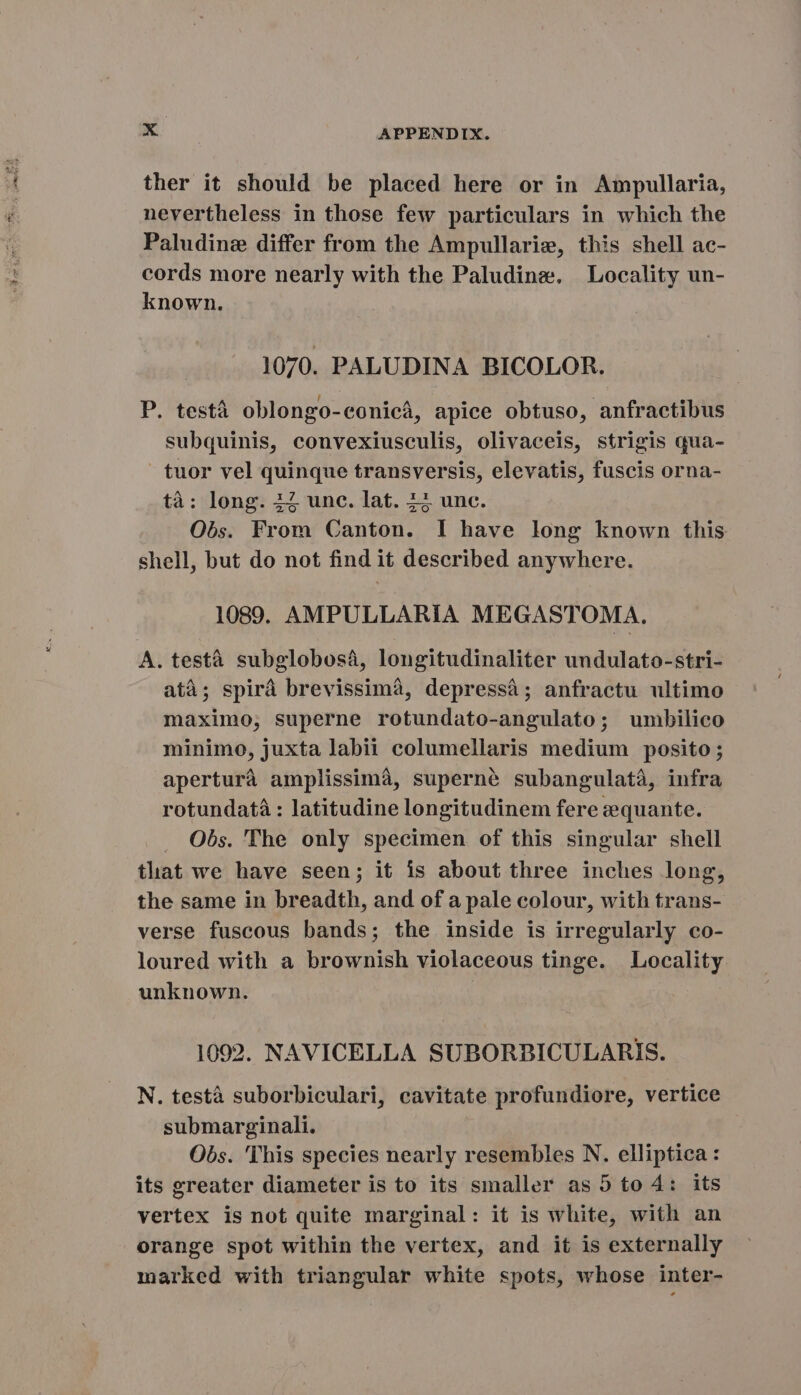 ther it should be placed here or in Ampullaria, nevertheless in those few particulars in which the Paludine differ from the Ampullariz, this shell ac- cords more nearly with the Paludine. Locality un- known. 1070. PALUDINA BICOLOR. P. test4 oblongo-eonicà, apice obtuso, anfractibus subquinis, convexiusculis, olivaceis, strigis qua- tuor vel quinque transversis, elevatis, fuscis orna- tà: long. ZZ unc. lat. 42 unc. Obs. From Canton. I have long known this shell, but do not find it described anywhere. 1089. AMPULLARIA MEGASTOMA. A. testa subglobosá, longitudinaliter undulato-stri- ata; spirá brevissima, depressá; anfractu ultimo maximo, superne rotundato-angulato; umbilico minimo, juxta labii columellaris medium posito ; apertura amplissima, superné subangulatá, infra rotundata : latitudine longitudinem fere :quante. Obs. 'The only specimen of this singular shell that we have seen; it is about three inches long, the same in breadth, and of a pale colour, with trans- verse fuscous bands; the inside is irregularly co- loured with a brownish violaceous tinge. Locality unknown. 1092. NAVICELLA SUBORBICULARIS. N. testa suborbiculari, cavitate profundiore, vertice submarginali. Obs. This species nearly resembles N. elliptica : its greater diameter is to its smaller as 5 to 4: its vertex is not quite marginal: it is white, with an orange spot within the vertex, and it is externally marked with triangular white spots, whose inter-