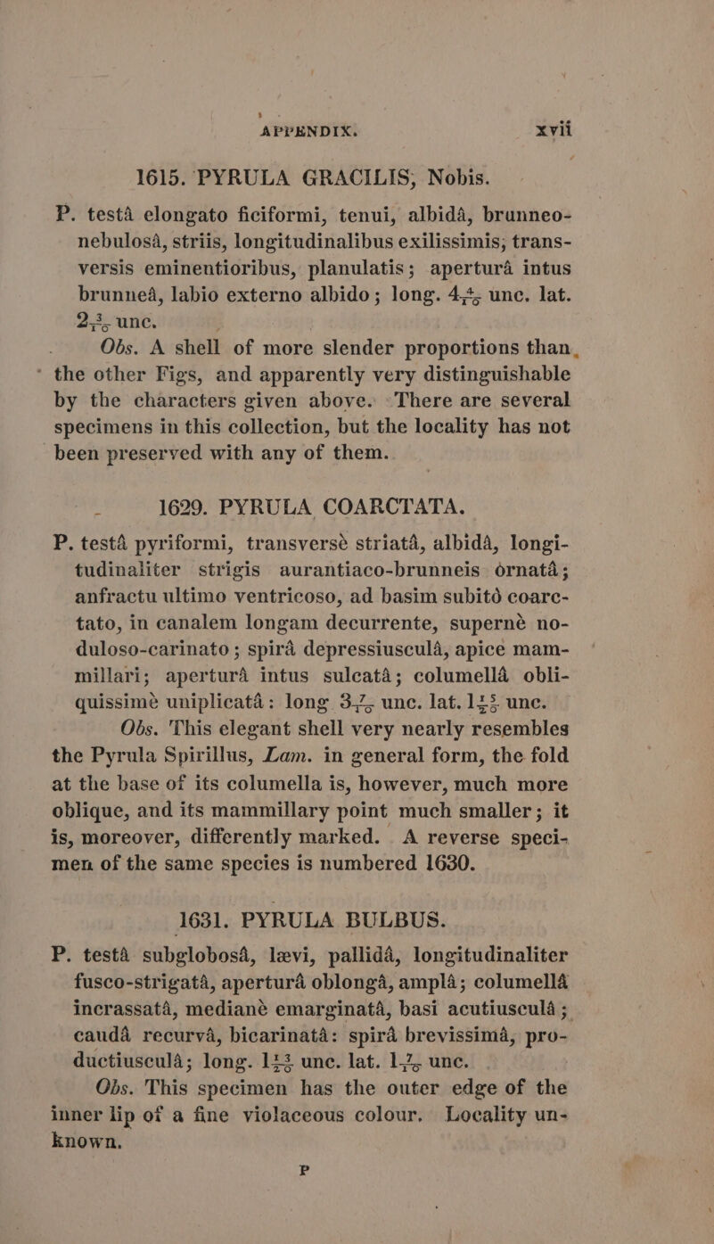 1615. PYRULA GRACILIS; Nobis. P. testà elongato ficiformi, tenui, albidà, brunneo- nebulosá, striis, longitudinalibus exilissimis; trans- versis eminentioribus, planulatis; apertura intus brunneá, labio externo albido; long. 44. unc. lat. 2.5. unc. | | Obs. A shell of more slender proportions than, ' the other Figs, and apparently very distinguishable by the characters given above. There are several specimens in this collection, but the locality has not been preserved with any of them. 1629. PYRULA COARCTATA. P. testá pyriformi, transverse striatá, albidà, longi- tudinaliter strigis aurantiaco-brunneis órnatà; anfractu ultimo ventricoso, ad basim subitó coarc- tato, in canalem longam decurrente, superné no- duloso-carinato ; spirá depressiusculá, apice mam- millari; aperturà intus sulcatà; columella obli- quissimé uniplicaté: long 3.2, unc. lat. 123. unc. Obs. This elegant shell very nearly resembles the Pyrula Spirillus, Lam. in general form, the fold at the base of its columella is, however, much more oblique, and its mammillary point much smaller; it is, moreover, differently marked. A reverse speci- men of the same species is numbered 1630. 1631. PYRULA BULBUS. P. testà subglobosá, levi, pallidá, longitudinaliter fusco-strigatà, apertura oblongá, ampl4; columella incrassata, mediané emarginata, basi acutiuseulá ; caudá recurva, bicarinatà: spira brevissimá, pro- ductiusculé; long. 123 unc. lat. 1%, unc. Obs. This specimen has the outer edge of the inner lip of a fine violaceous colour. Locality un- known. P