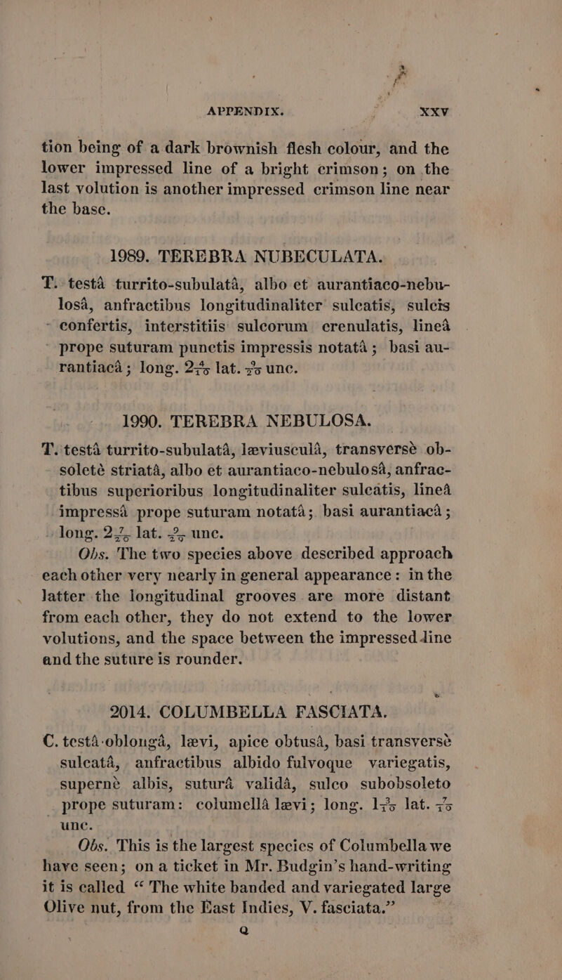 ws APPENDIX. uf XXV tion being of a dark brownish flesh colour, and the lower impressed line of a bright crimson; on the last volution is another impressed crimson line near the base. 1989. TEREBRA NUBECULATA. T. testa turrito-subulata, albo et aurantiaco-nebu- losa, anfractibus longitudinaliter suleatis, sulcis - eonfertis, interstitiis sulcorum crenulatis, linea  prope suturam punctis Ws essis notatà ; basi au- rantiaca; long. 2:55 lat. so unc. 1990. TEREBRA NEBULOSA. T. testa turrito-subulata, leviusculà, transverse ob- soleté striata, albo et aurantiaco-nebulosá, anfrac- tibus superioribus longitudinaliter sulcatis, linea aped prope suturam notata;. basi aurantiaca ; -. long. 24, lat. 2, unc. Obs. The two species above described approach each other very nearly in general appearance: in the latter the longitudinal grooves are more distant from each other, they do not extend to the lower volutions, and the space between the impressed Jine and the suture is rounder. 2014. COLUMBELLA FASCIATA. C. testá-oblongá, levi, apice obtusa, basi transverse suleatá, anfraetibus albido fulvoque variegatis, supern? albis, suturá valida, sulco subobsoleto prope suturam: columella levi; long. lZ5 lat. zo unc. ! Obs. This is the largest species of Columbella we have seen; on a ticket in Mr. Budgin's hand-writing it is TTE * The white banded and variegated lar ge Olive nut, from the East Indies, V. fasciata. Q